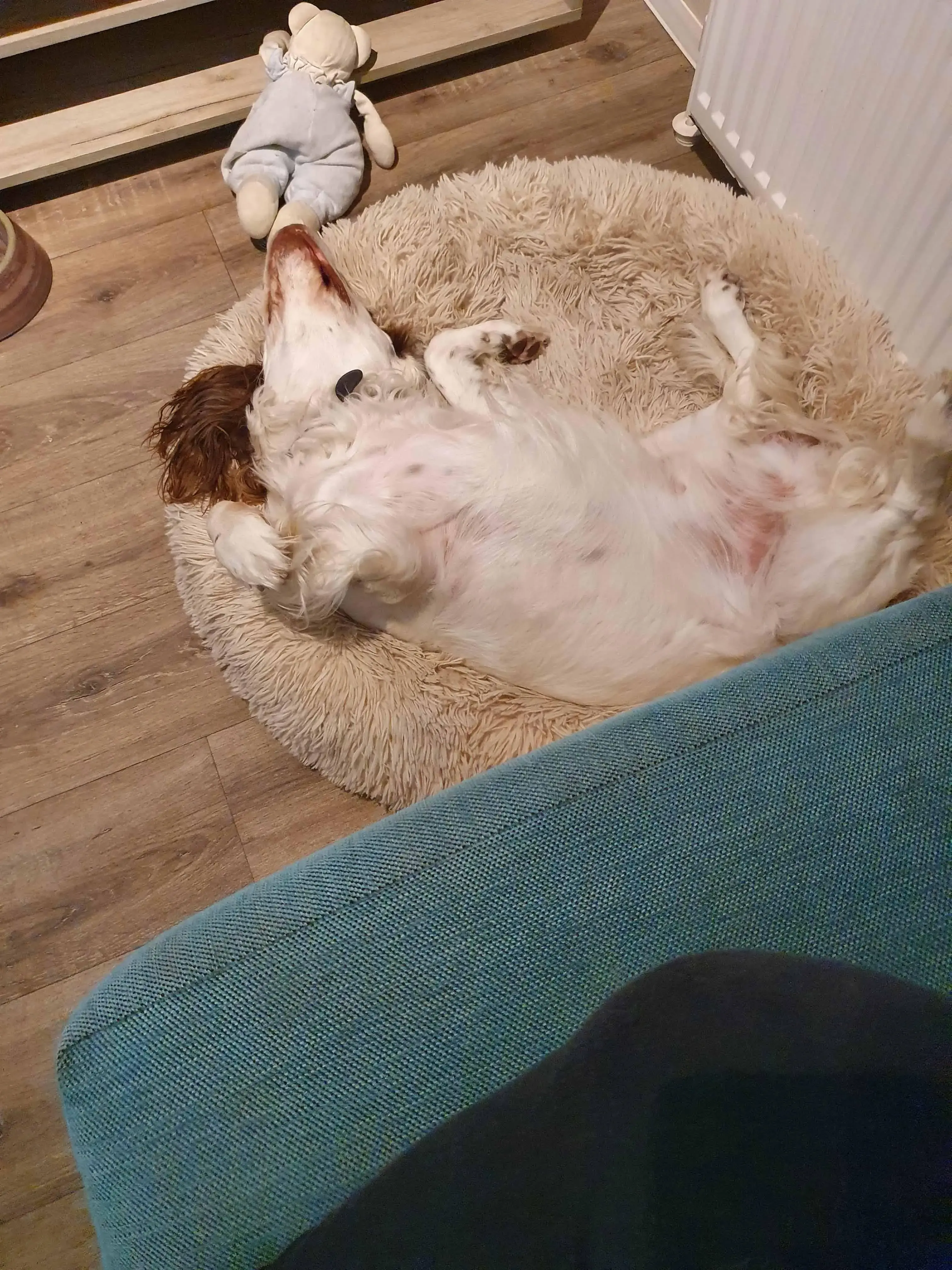 English Springer Spaniel