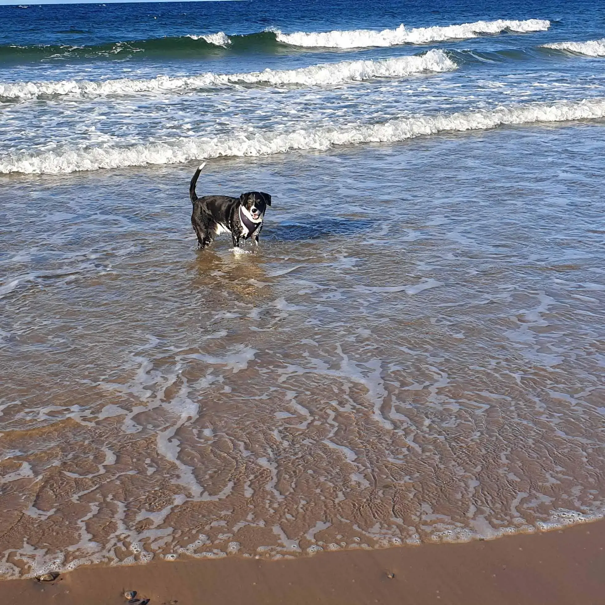 Border Collie