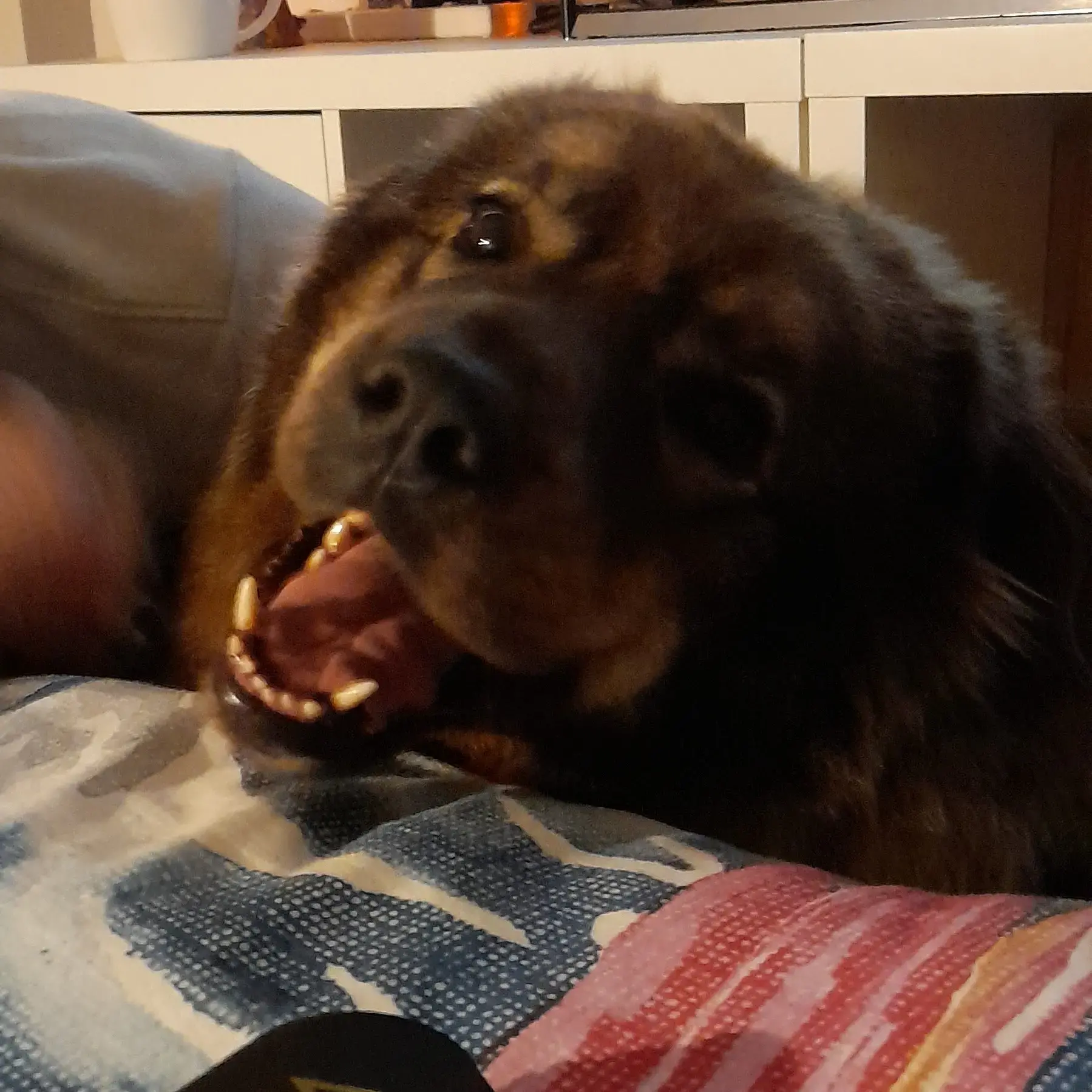 Leonberger