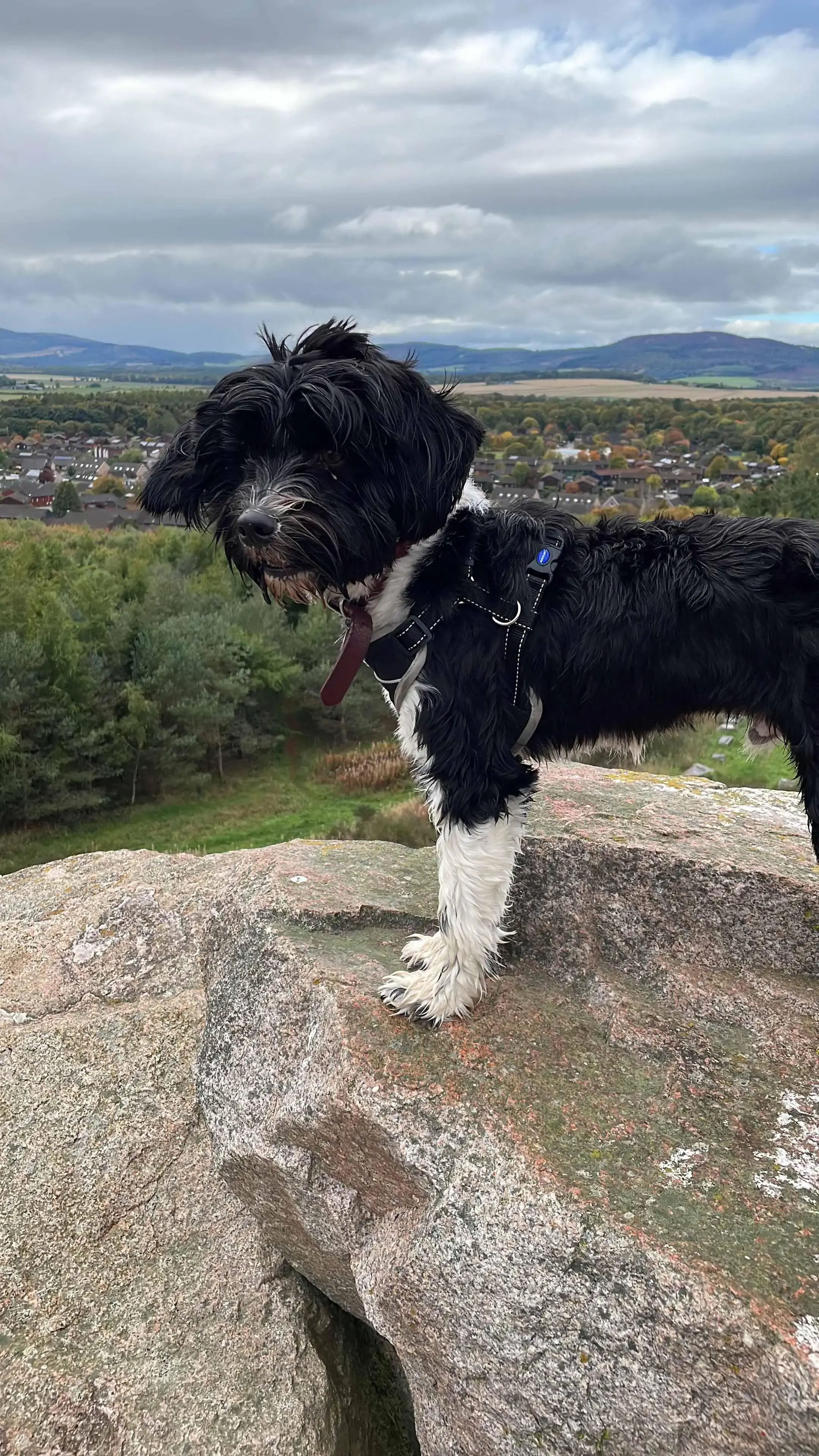 Tibetan Terrier 