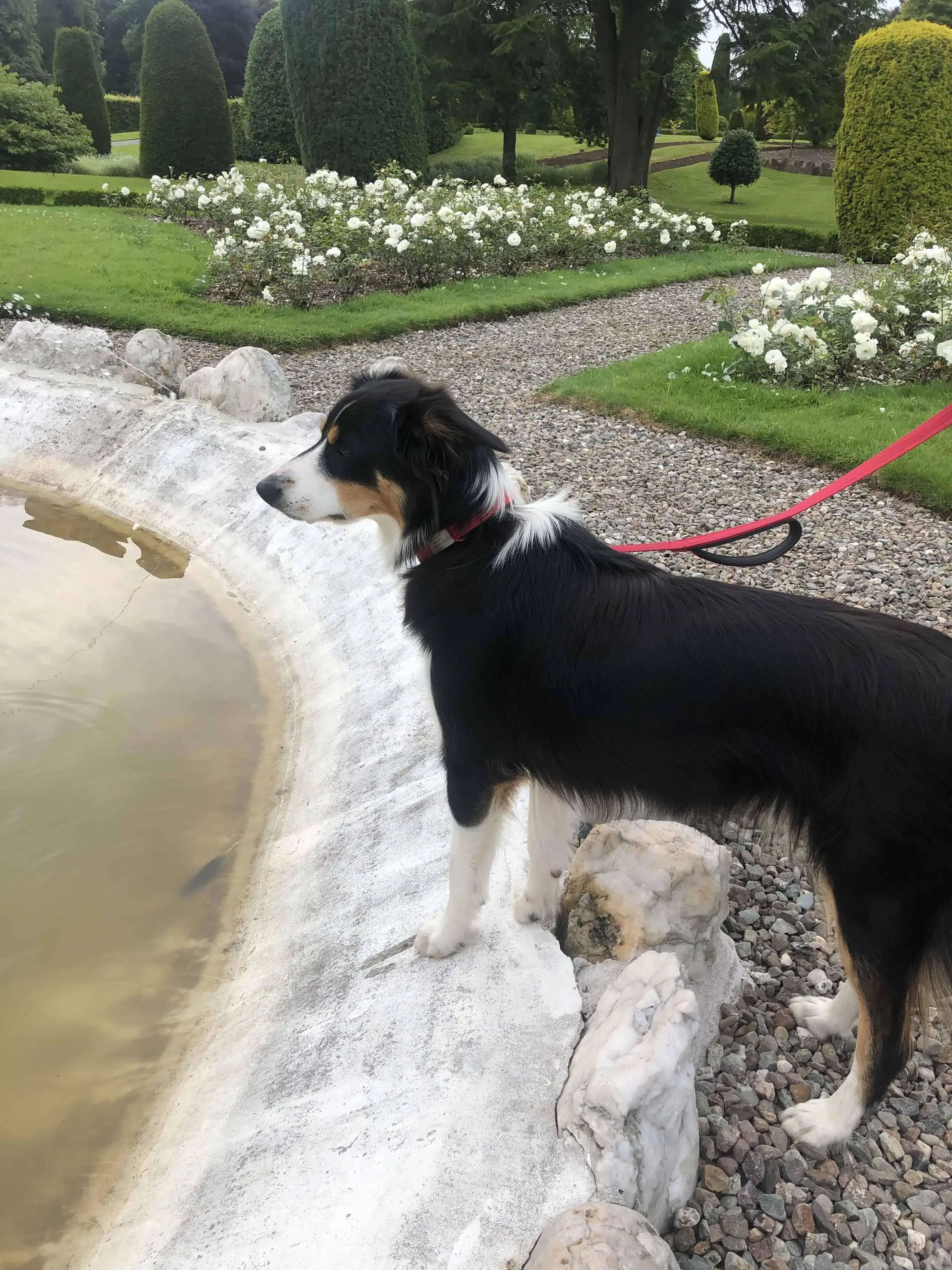 Border Collie