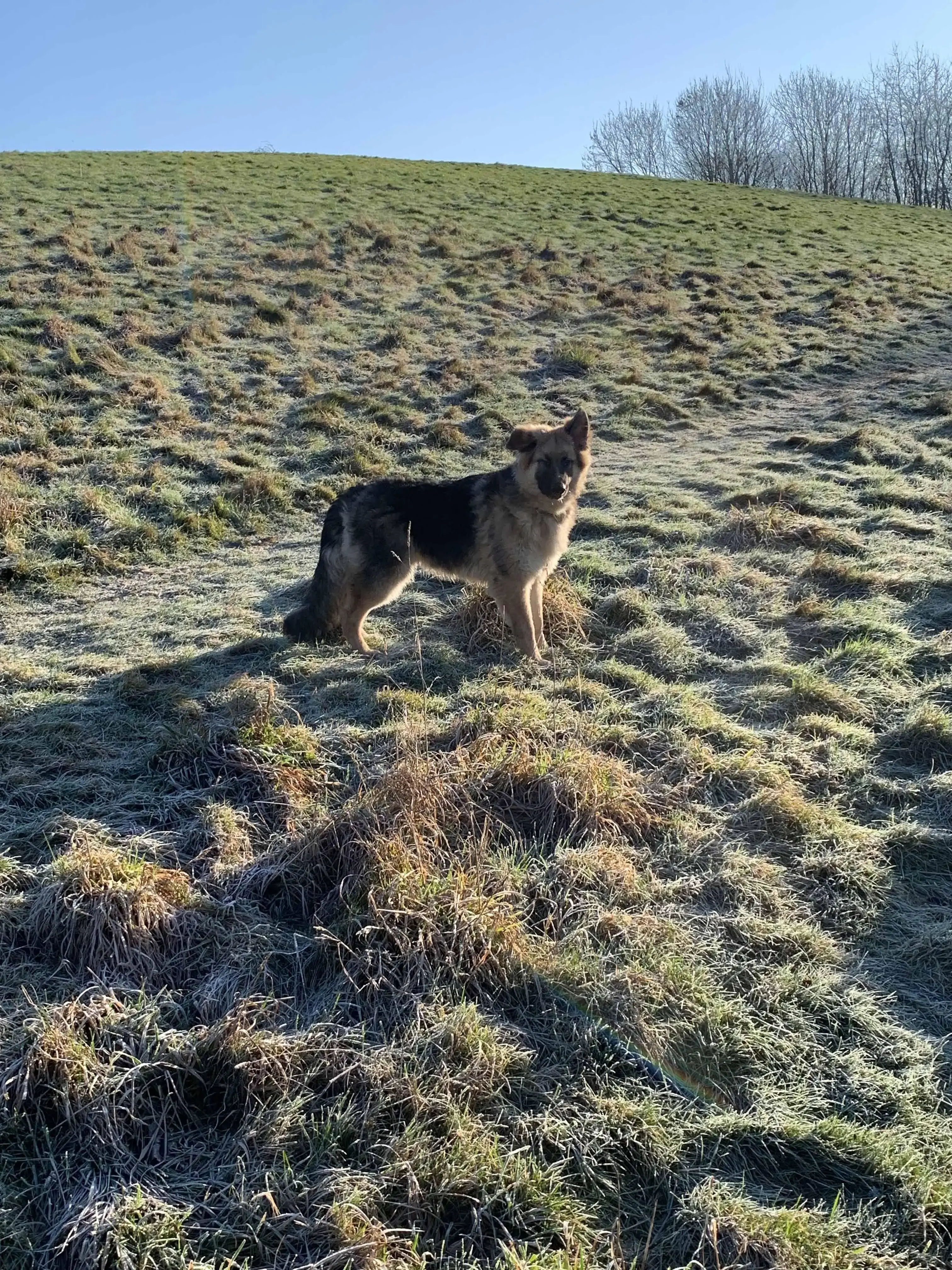 German Shepherd Dog