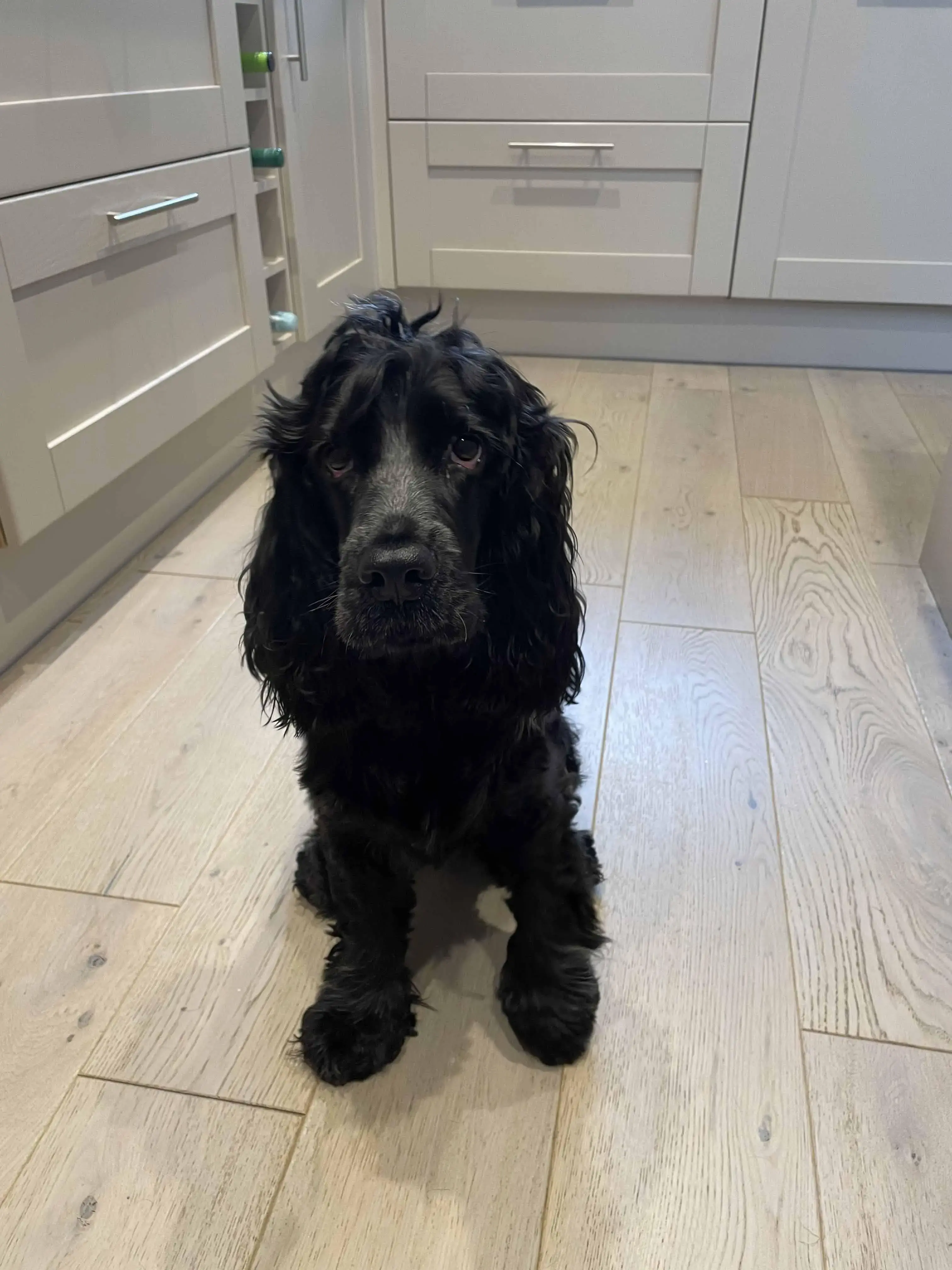 Cocker Spaniel (English)