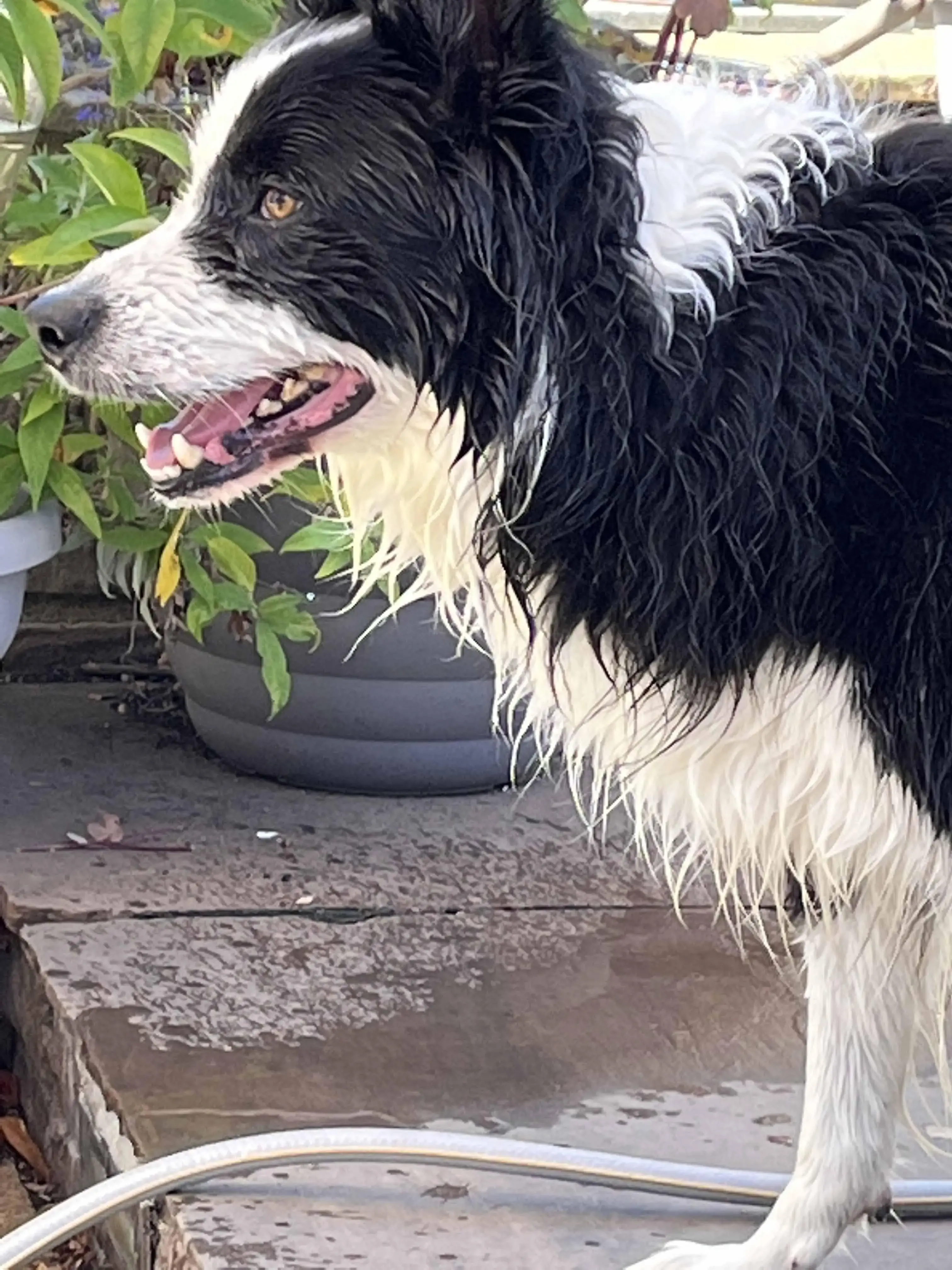 Border Collie