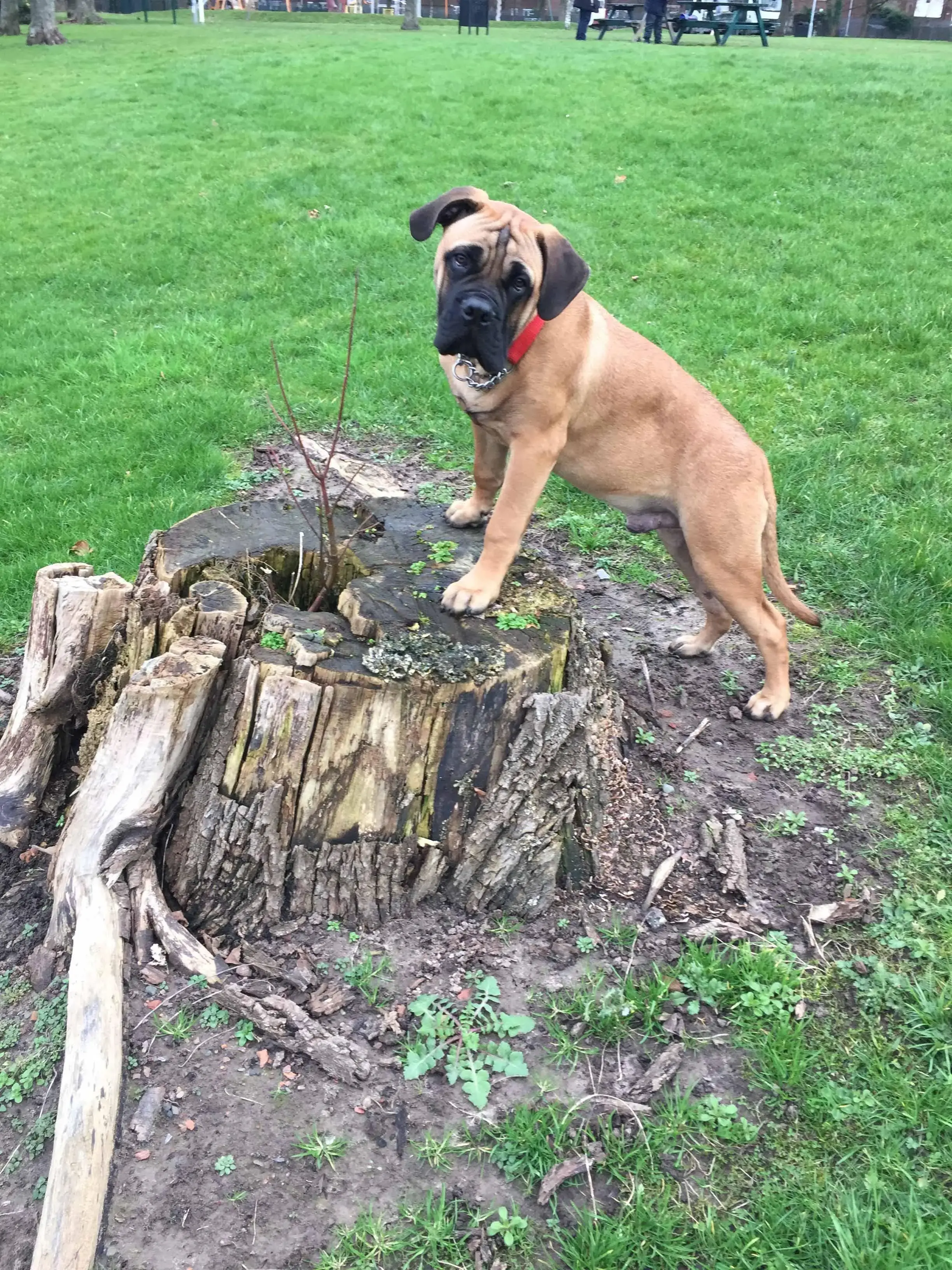 Bullmastiff