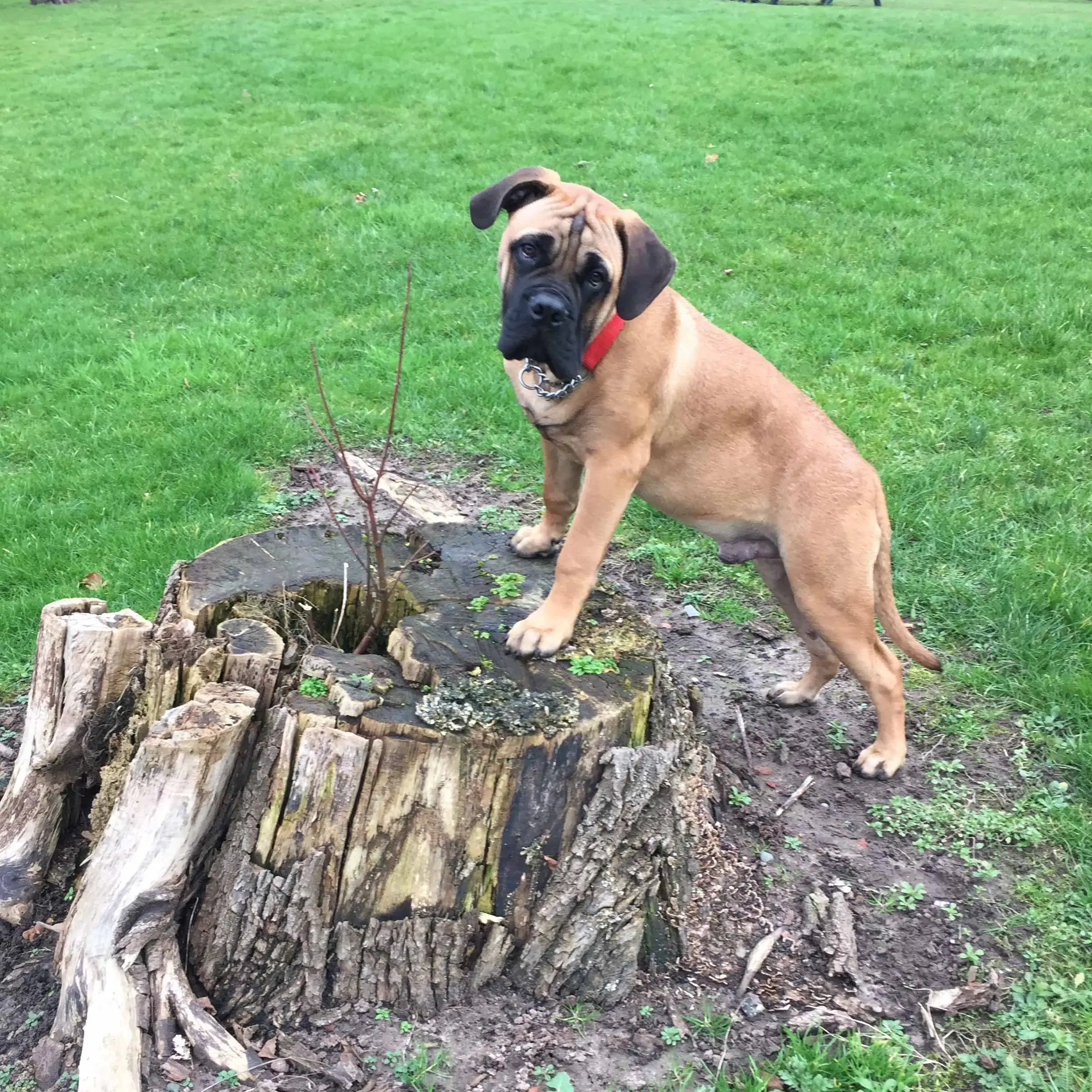 Bullmastiff