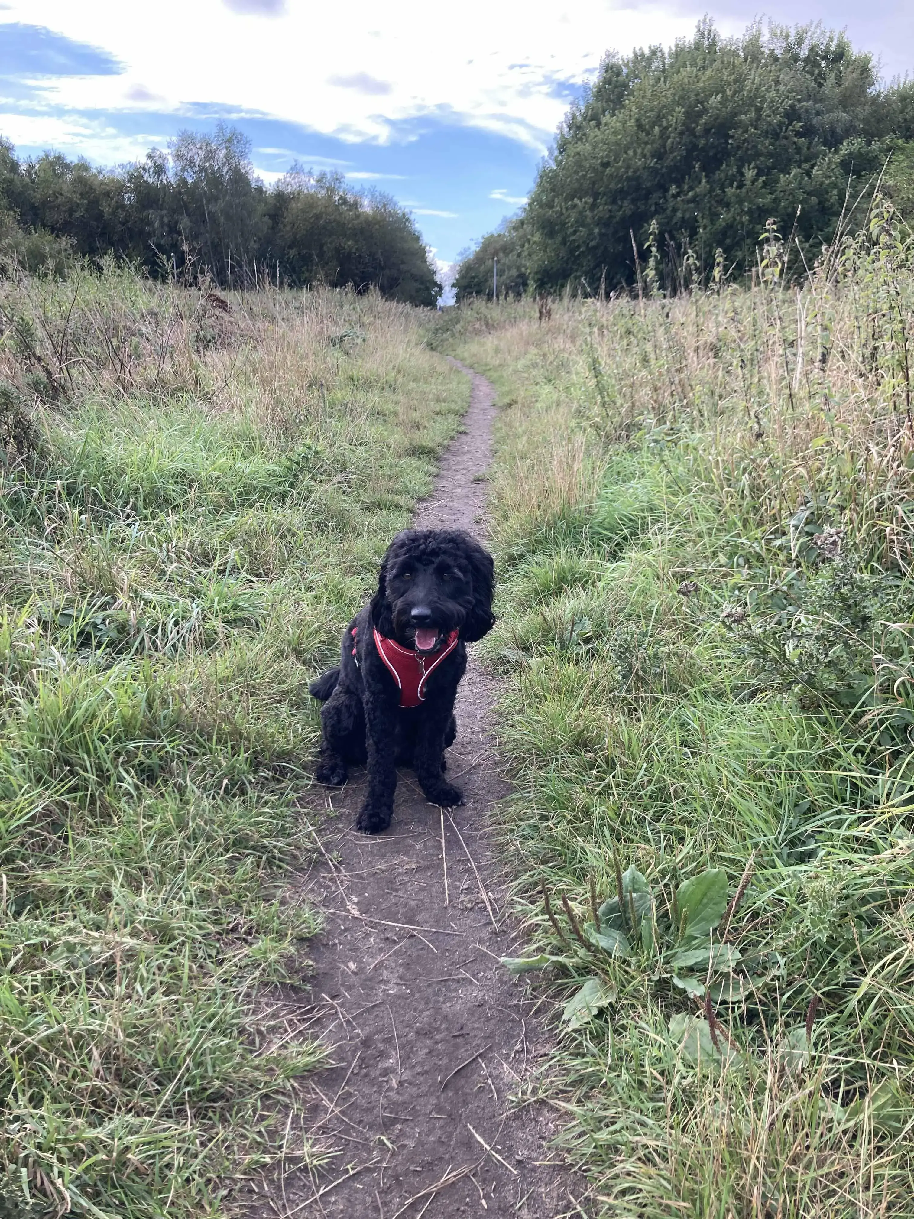 Labradoodle