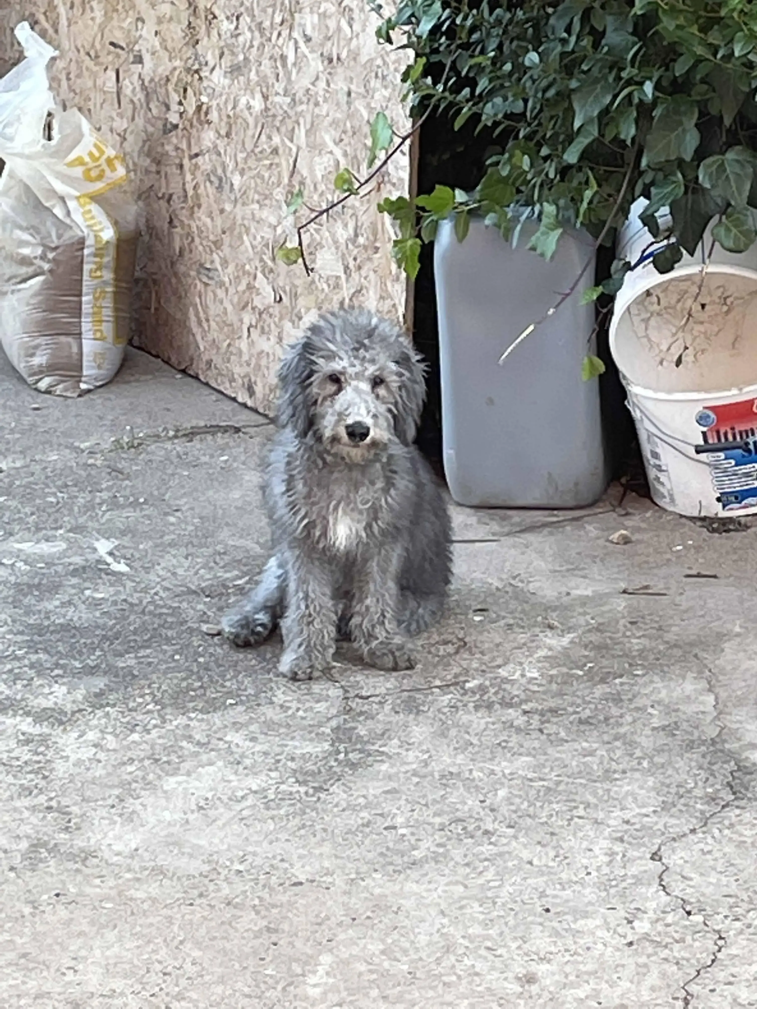 Bedlington Terrier