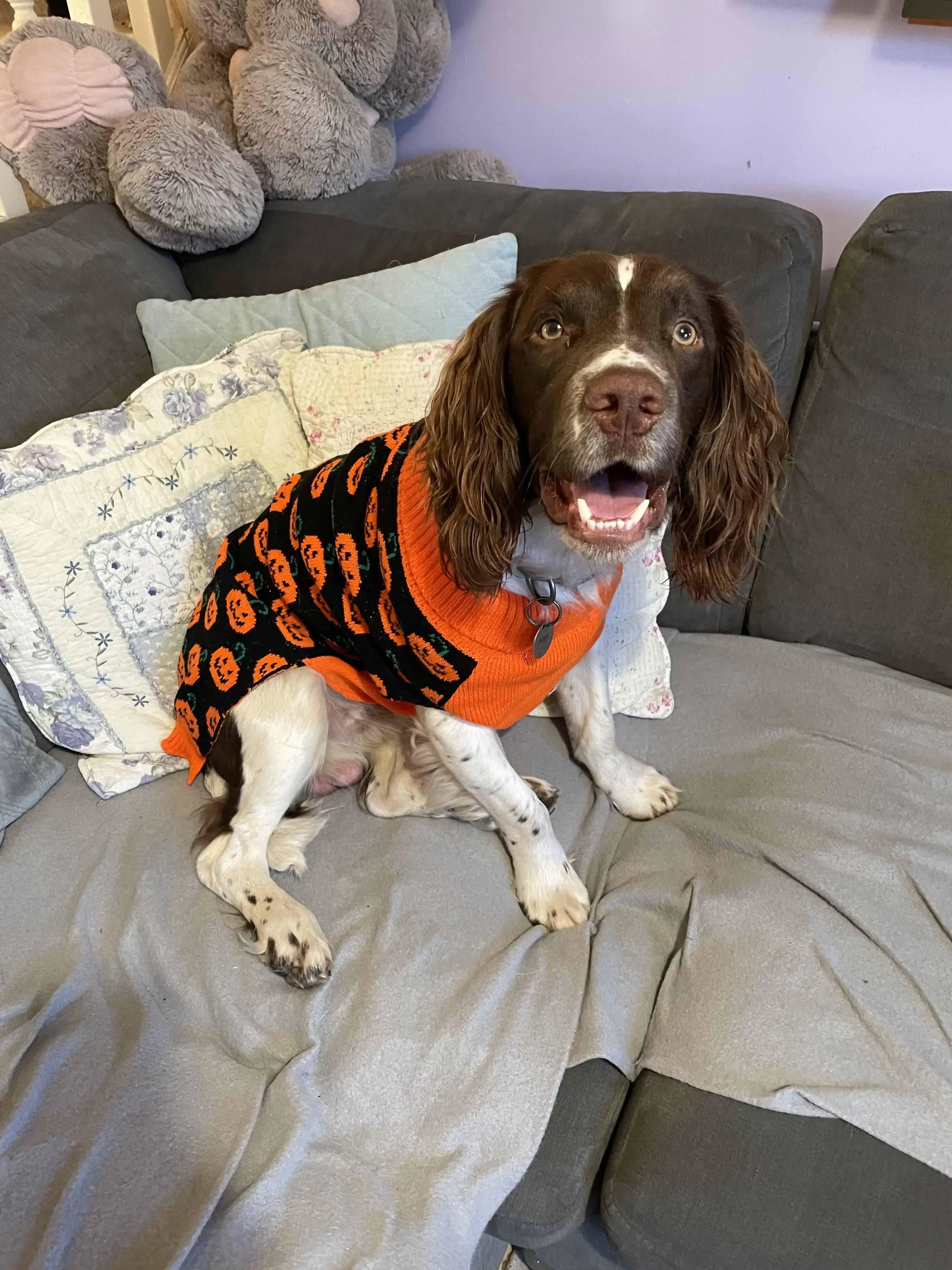 English Springer Spaniel