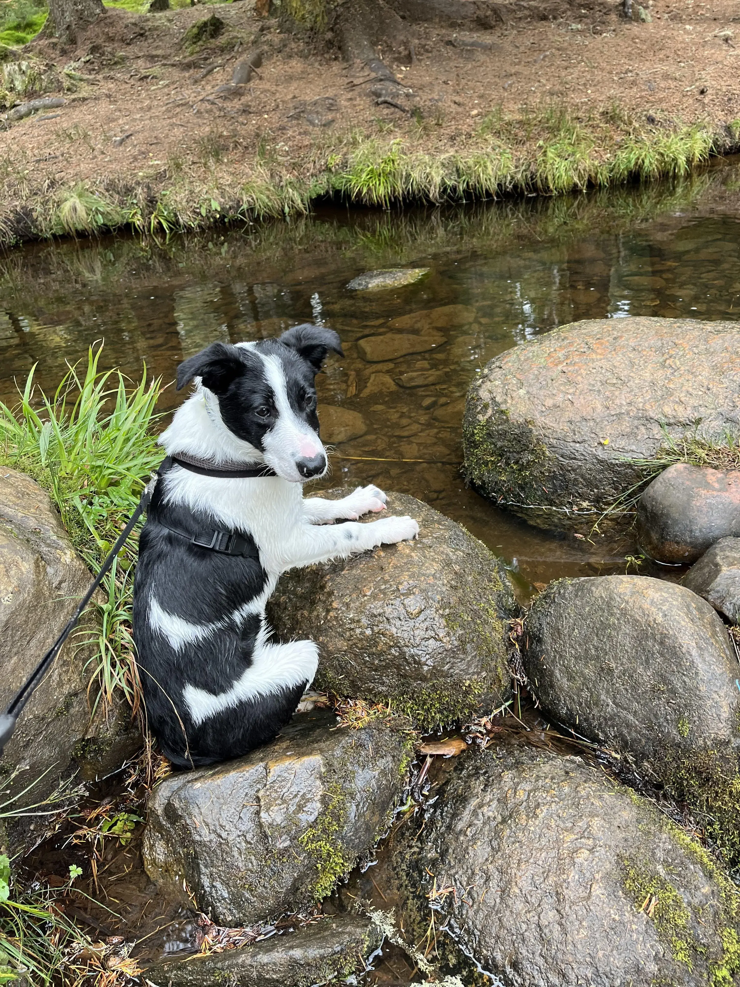 Border Collie