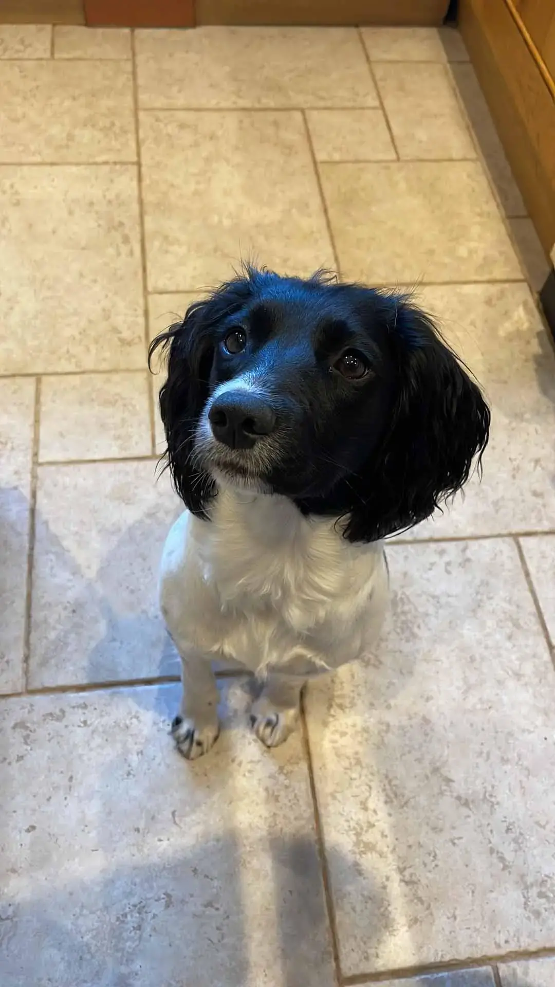 English Springer Spaniel