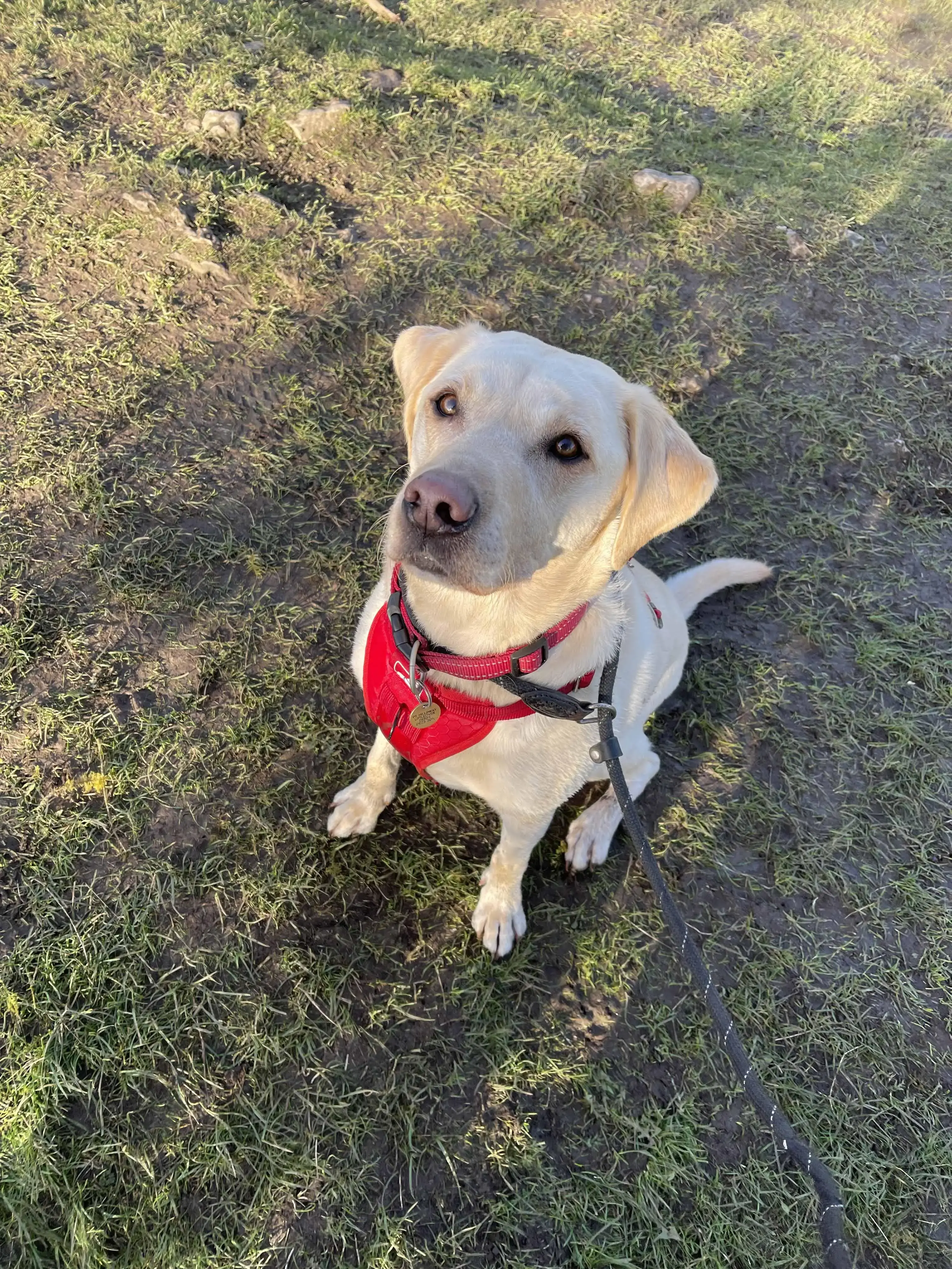 Labrador Retriever