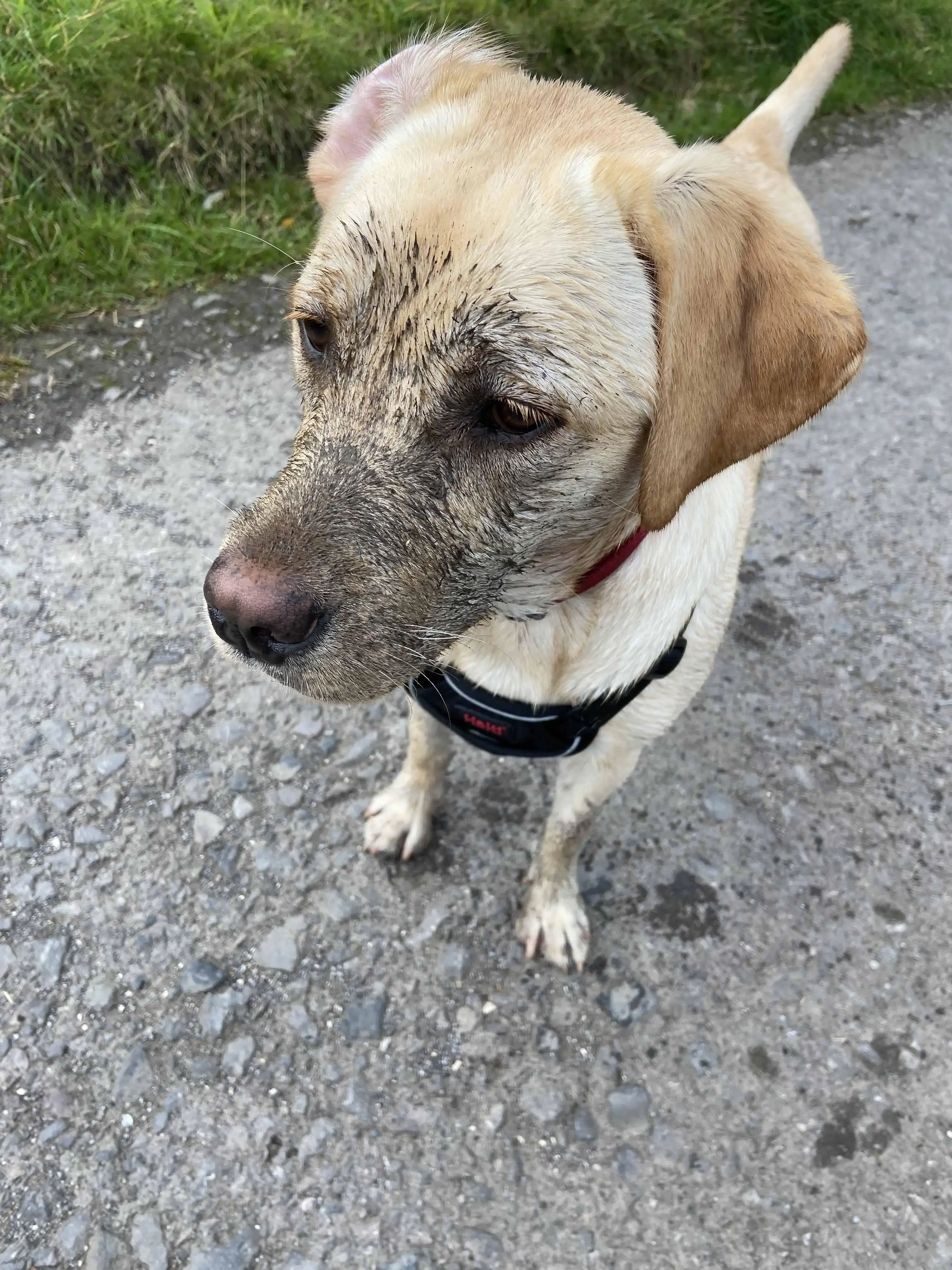 Labrador Retriever