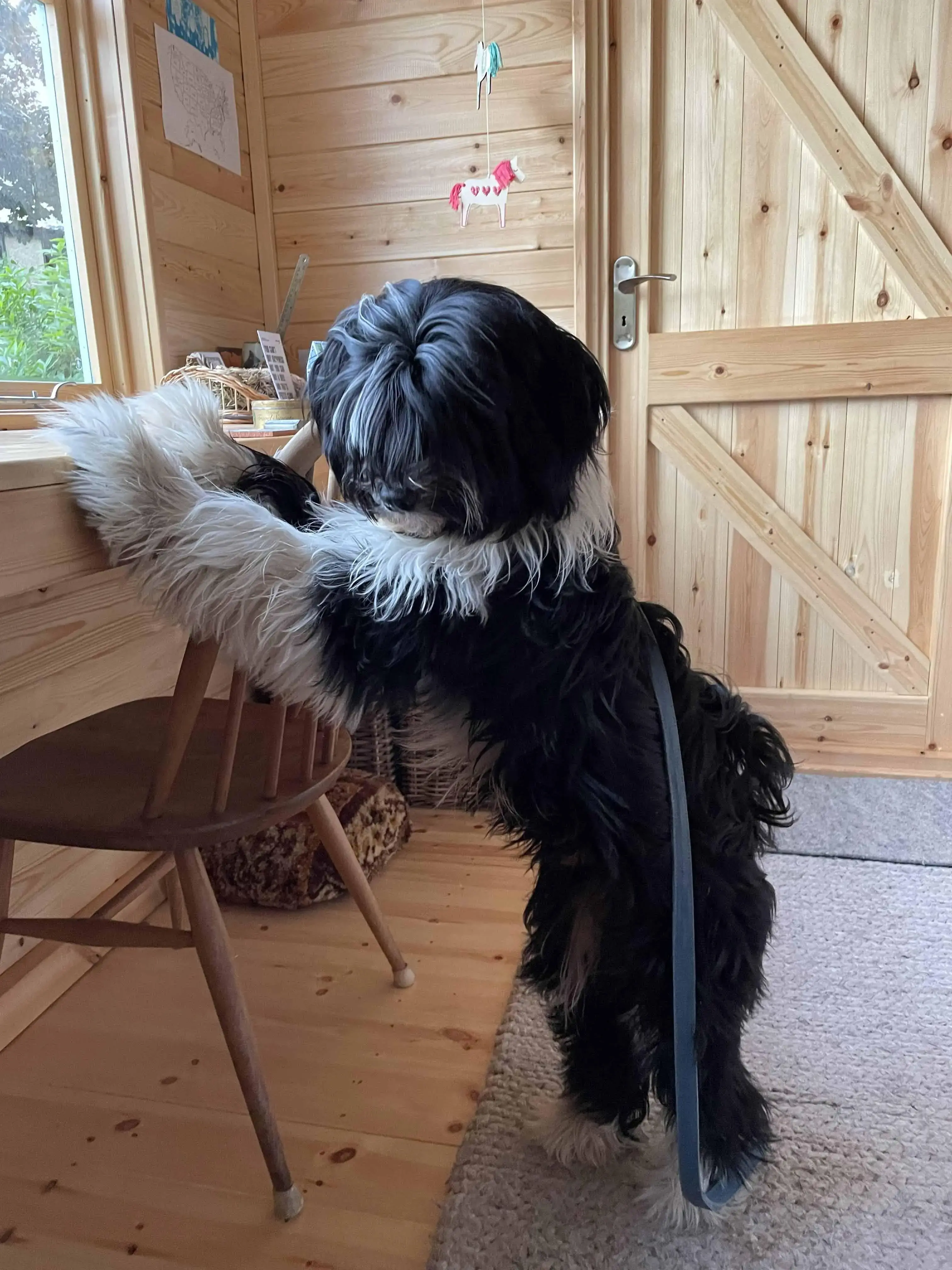 Tibetan Terrier 