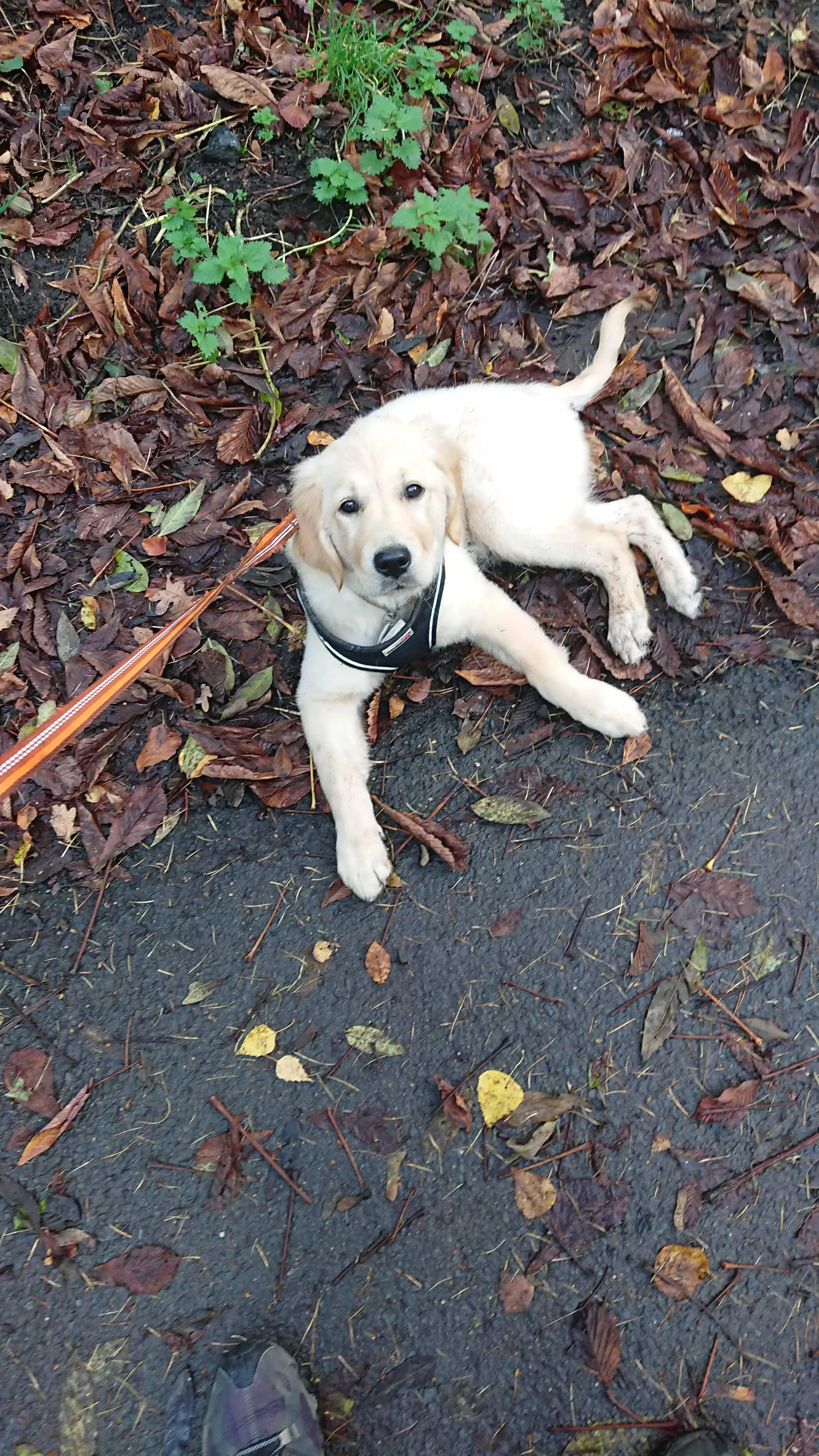 Golden Retriever