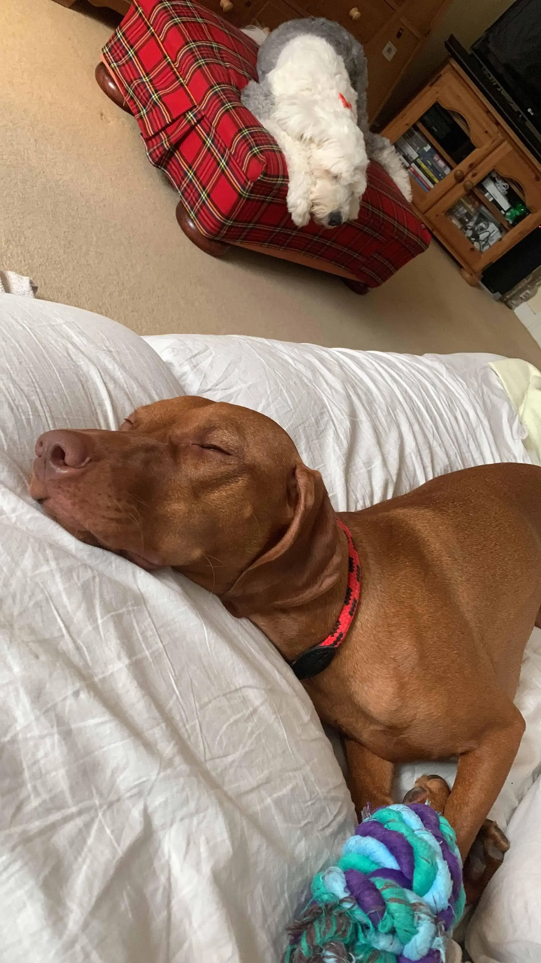 Hungarian Vizsla