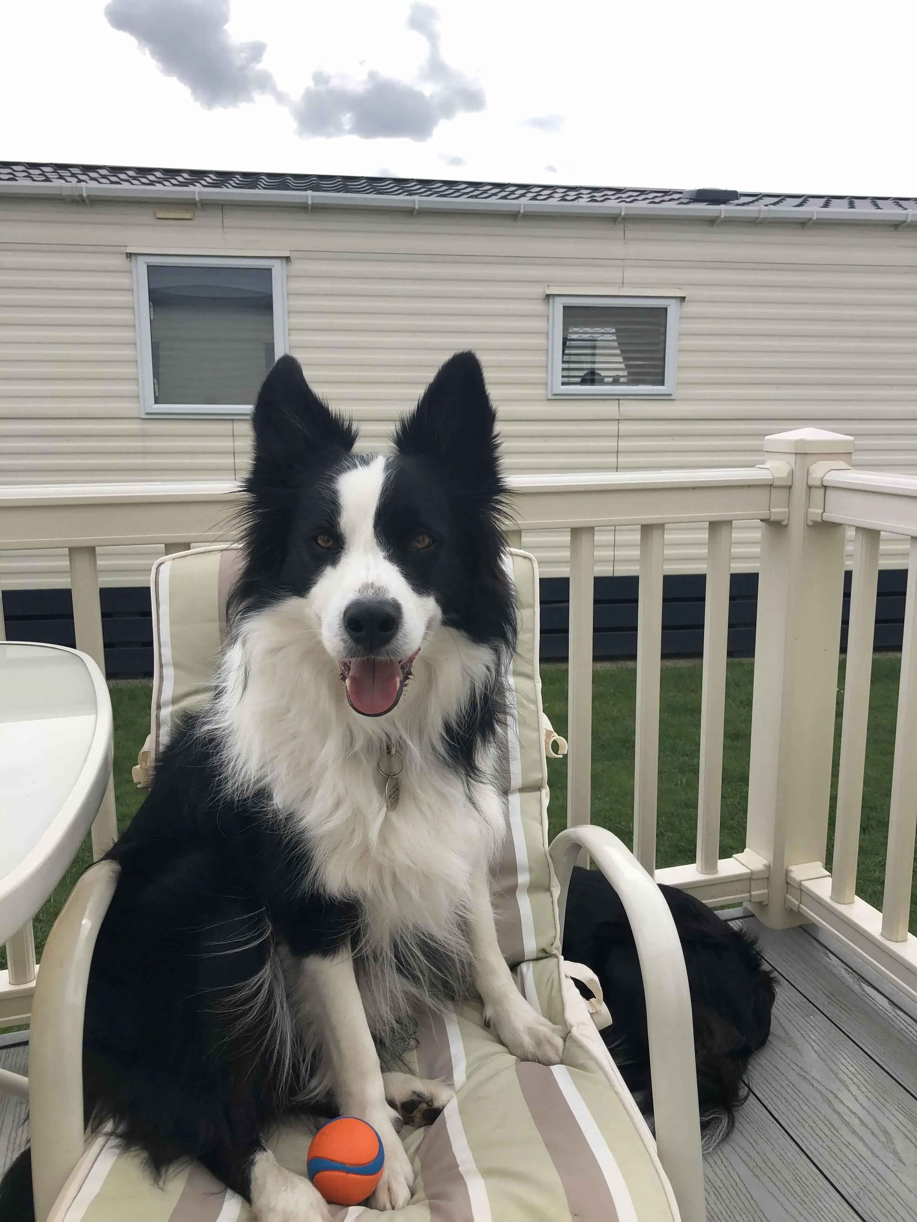 Border Collie