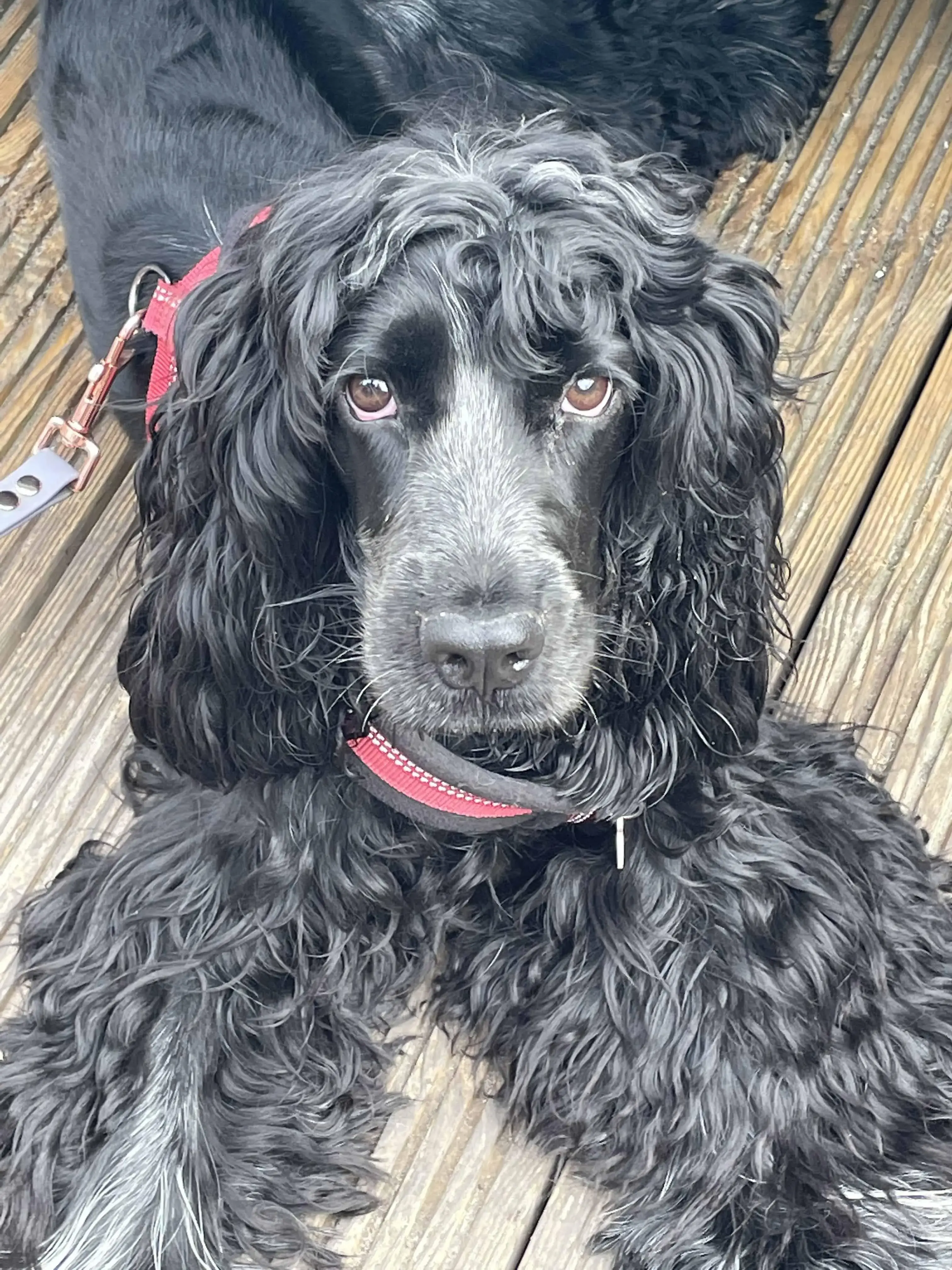 Cocker Spaniel (English)