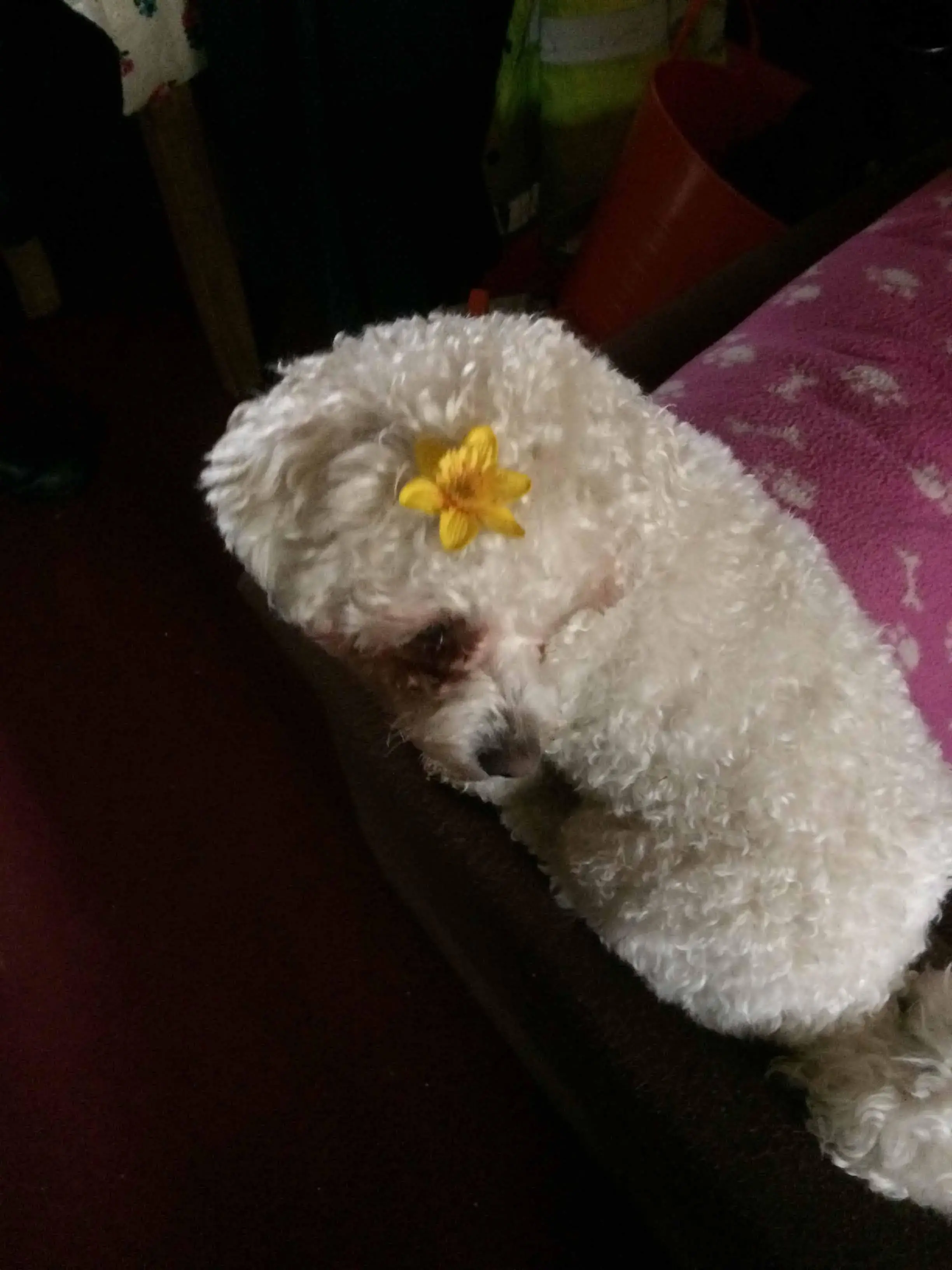 Bichon Frise