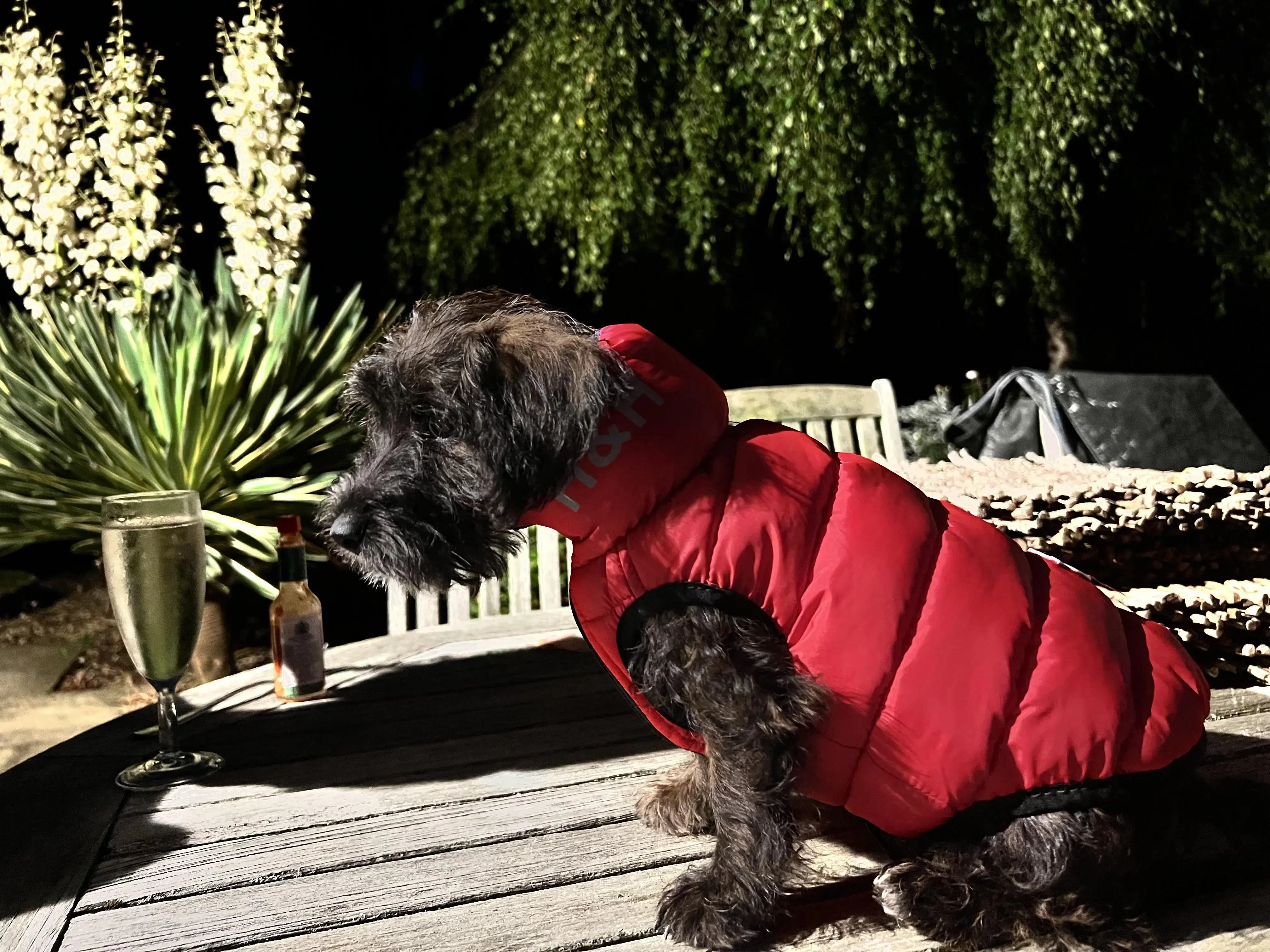 Norfolk Terrier