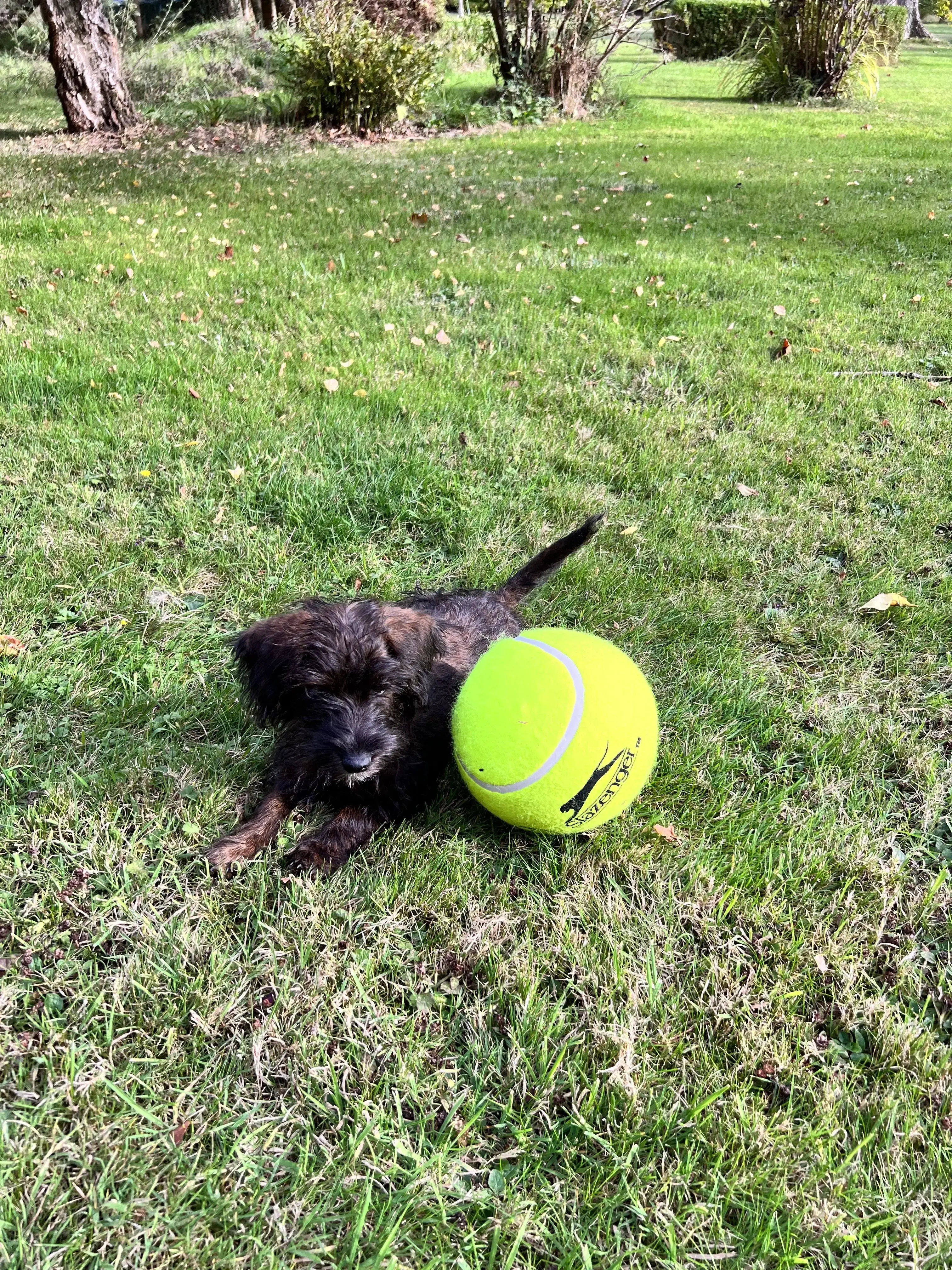 Norfolk Terrier