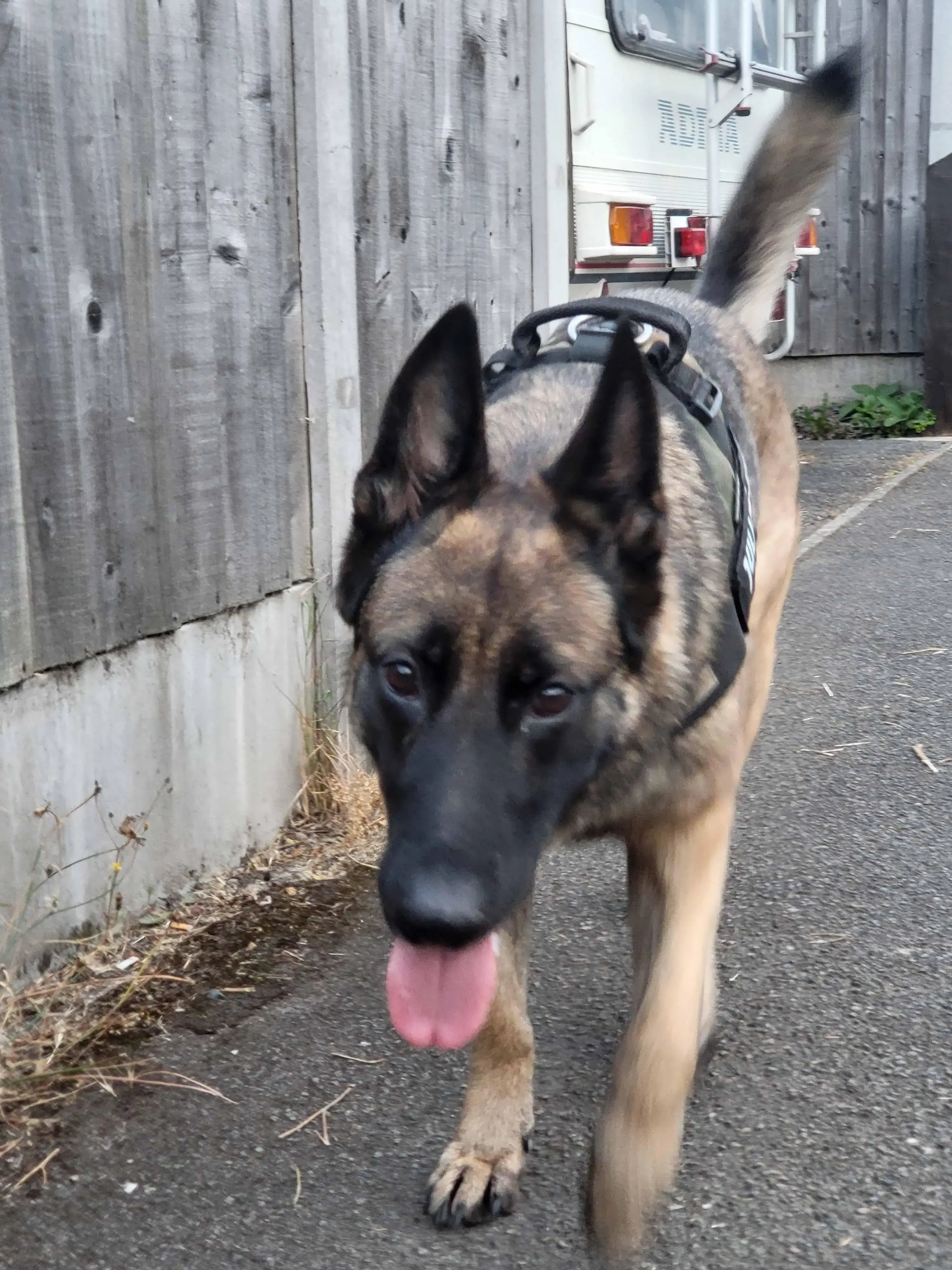 Belgian Shepherd Dog Malinois