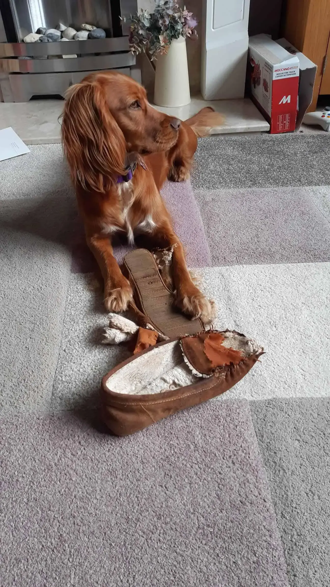 Cocker Spaniel (English)