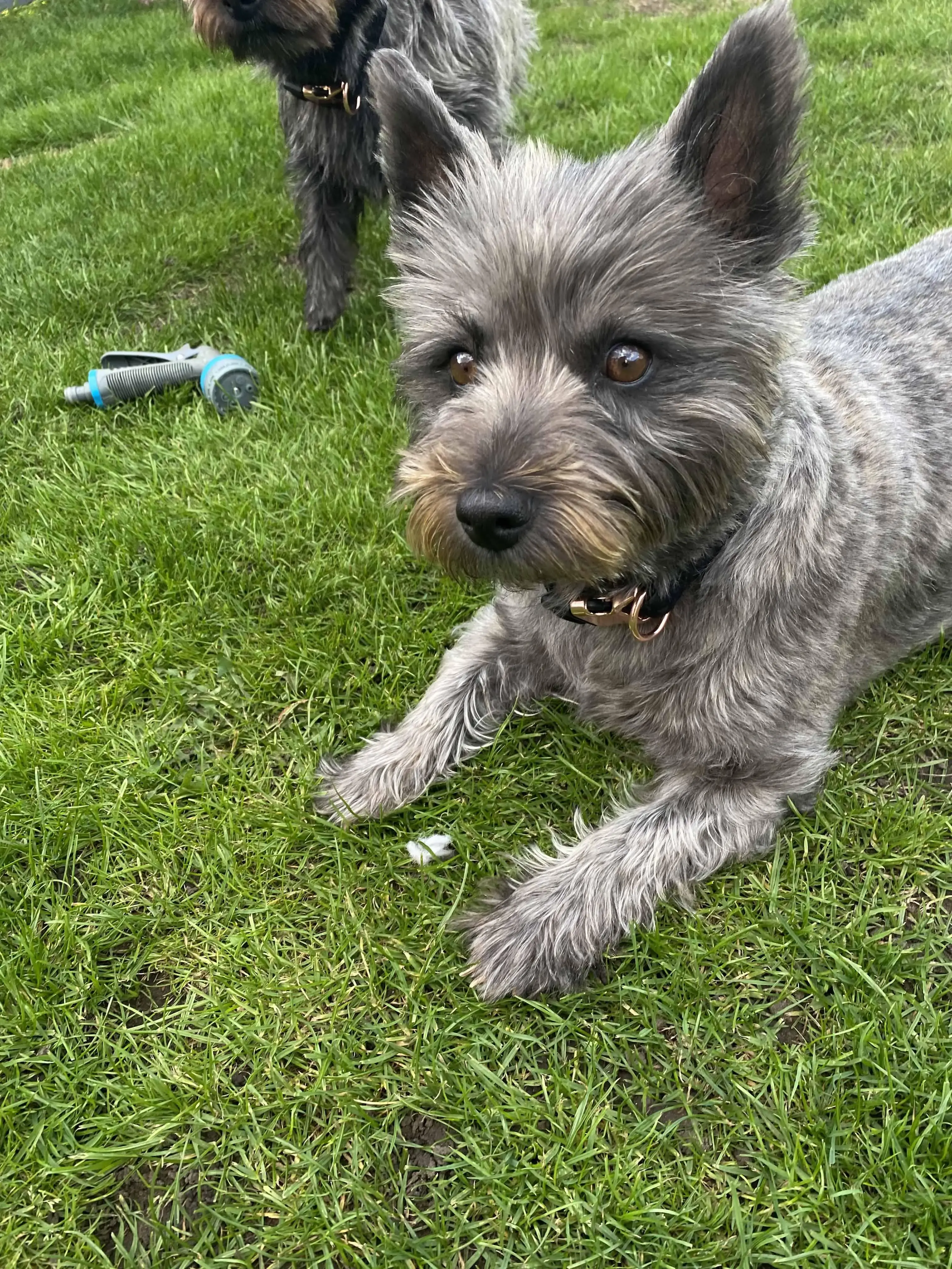 Cairn Terrier