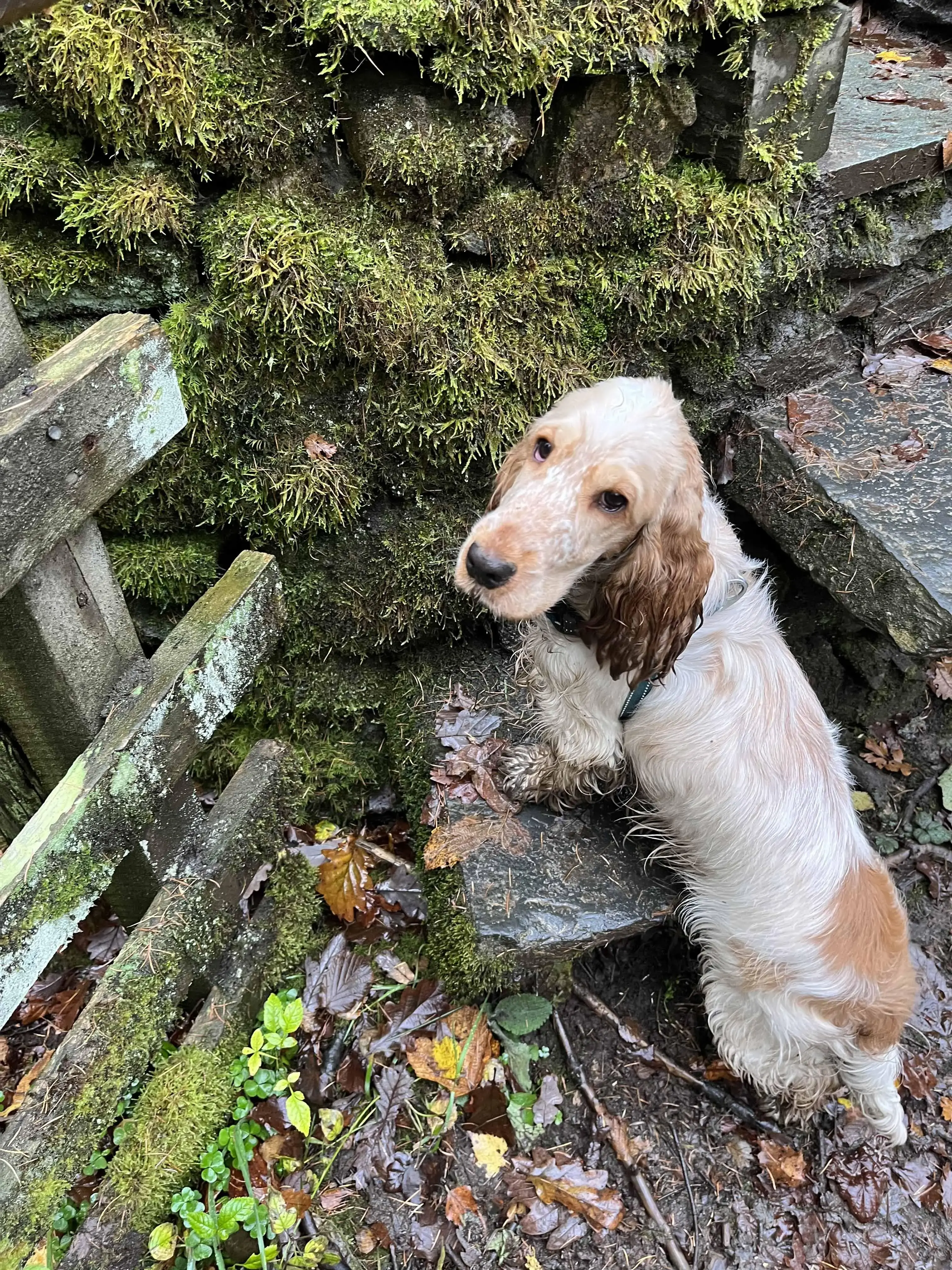 Cocker Spaniel (English)