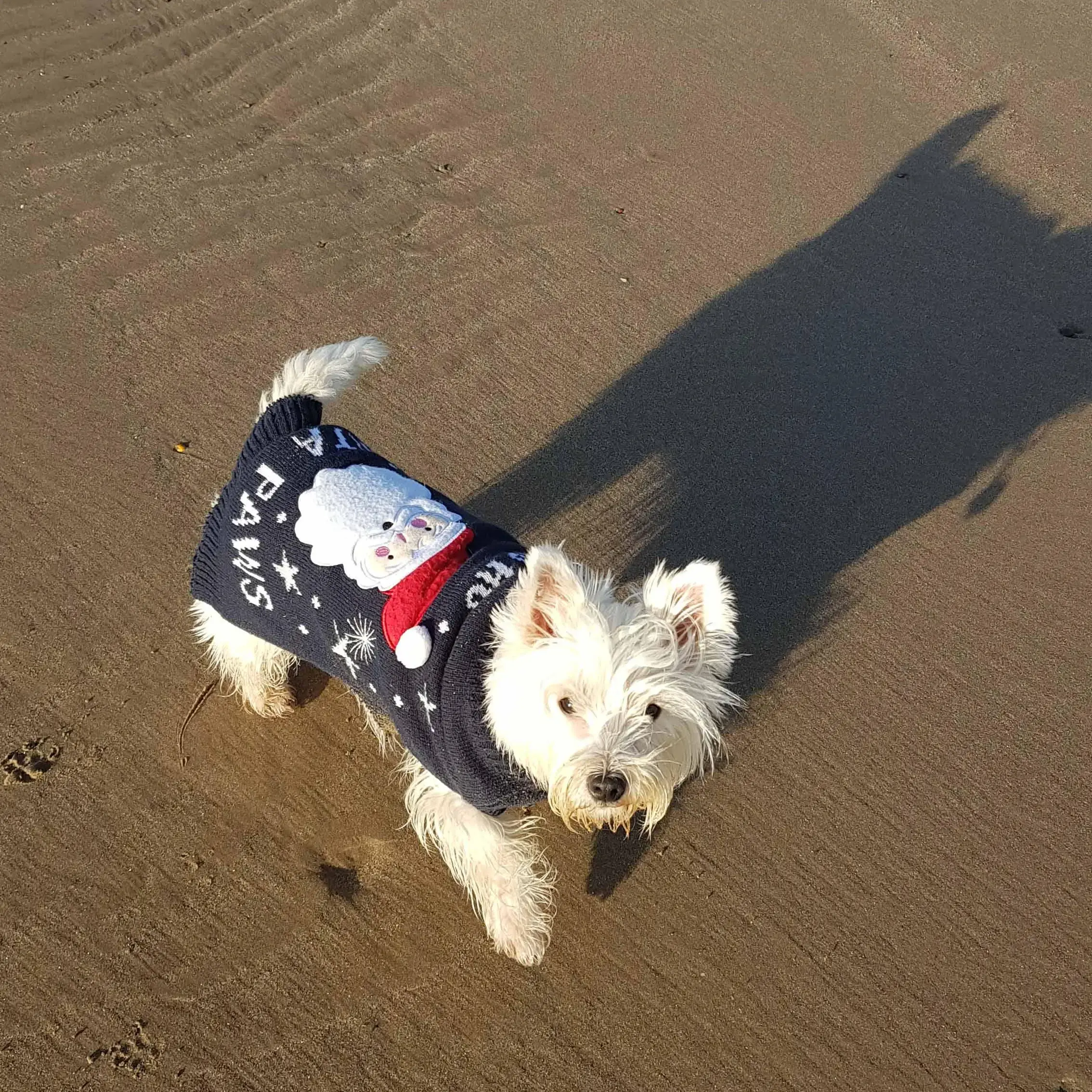 West Highland White Terrier