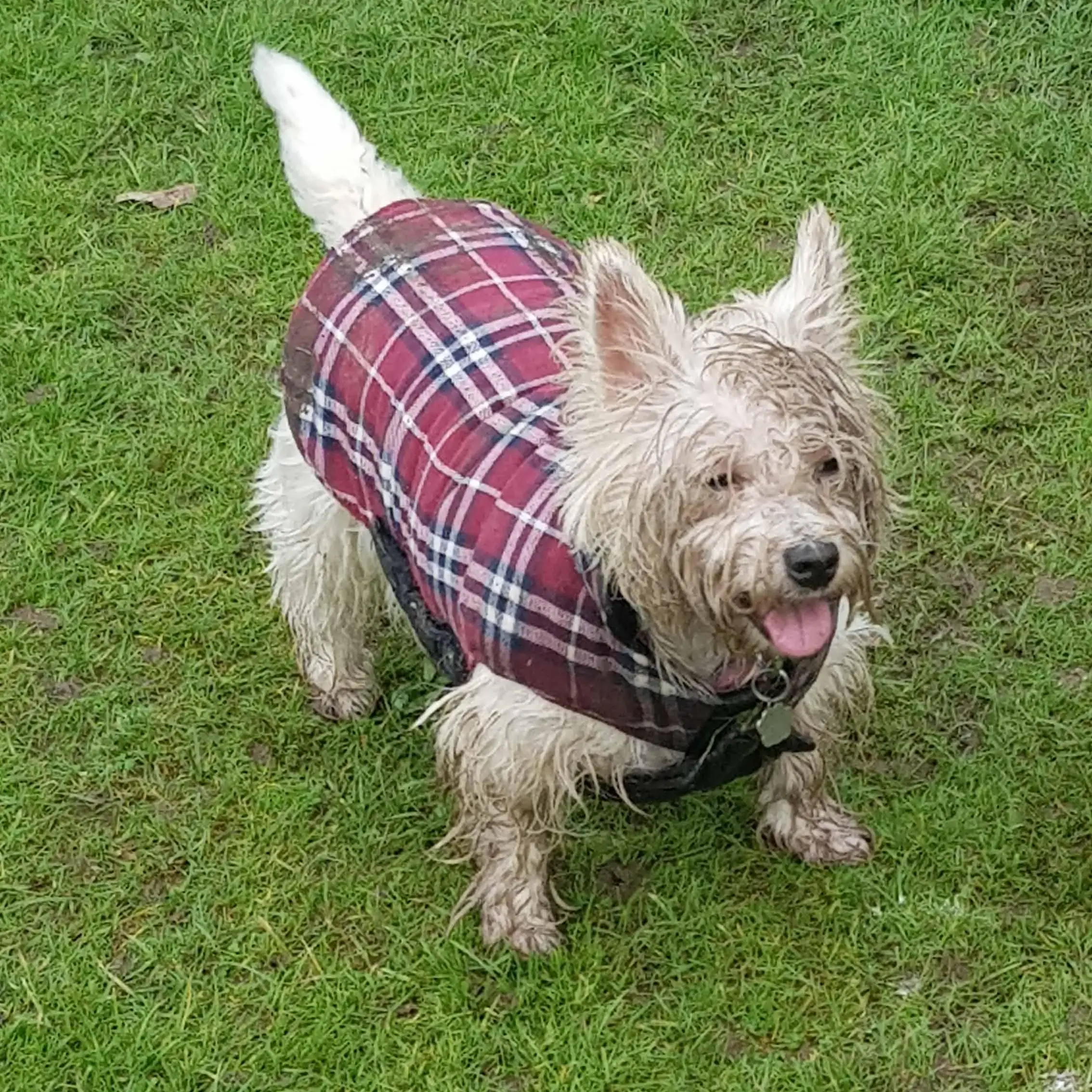 West Highland White Terrier