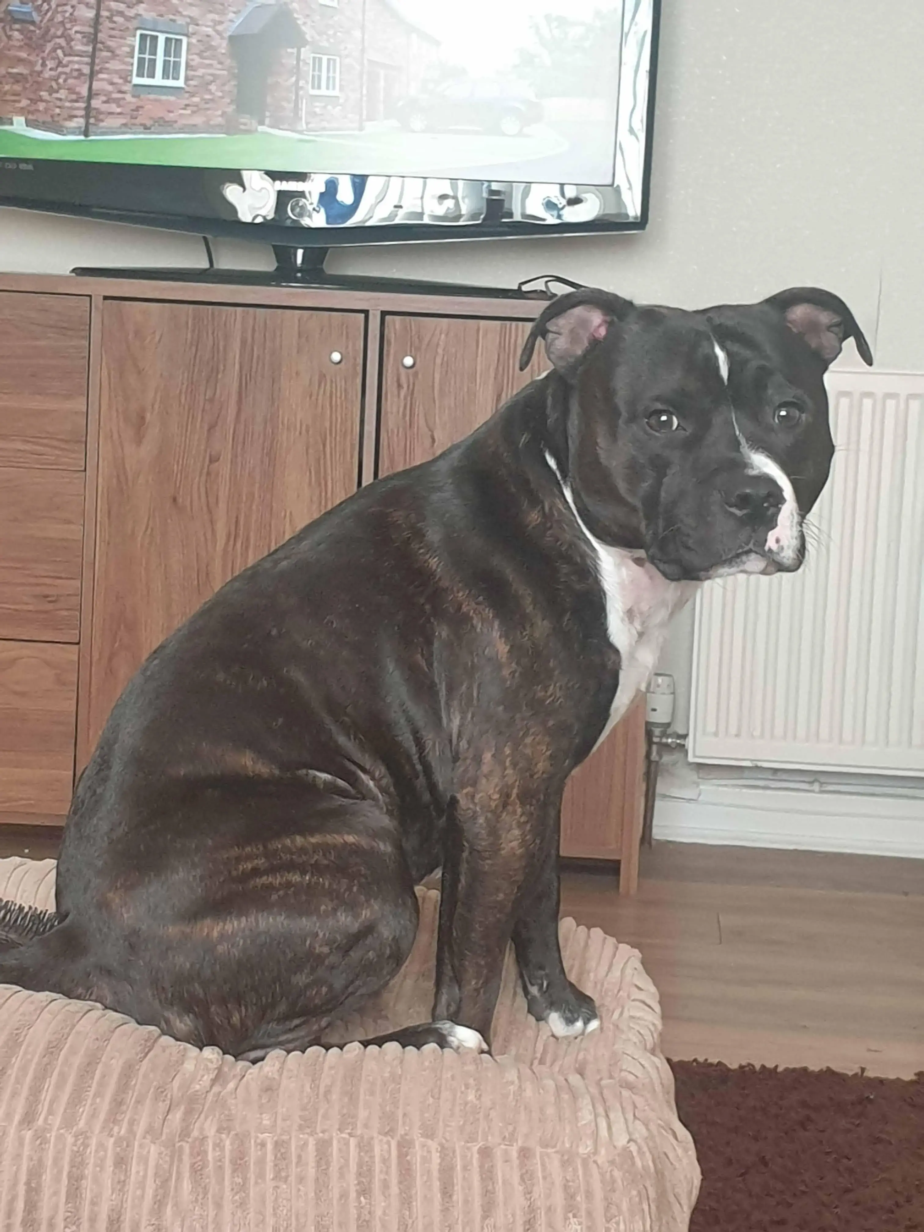 Staffordshire Bull Terrier