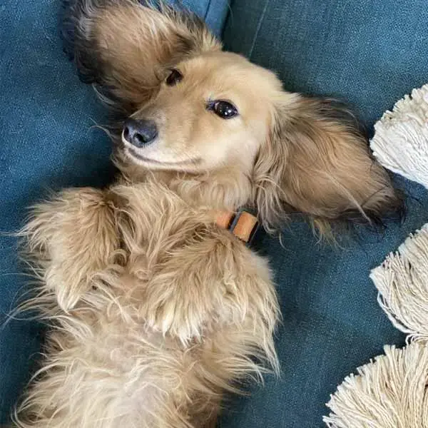 Miniature dachshund long haired