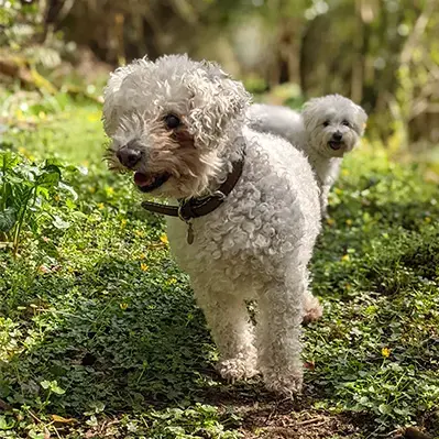 Bichon Frise