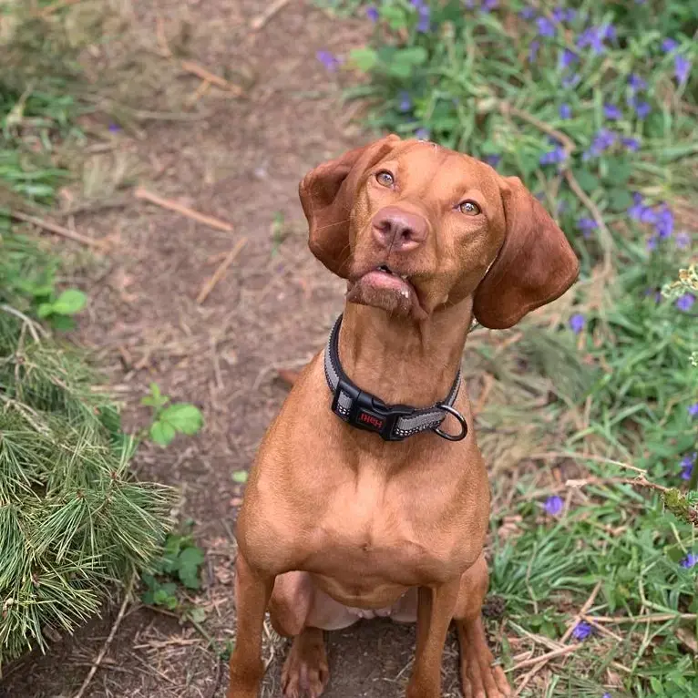 Hungarian Vizsla