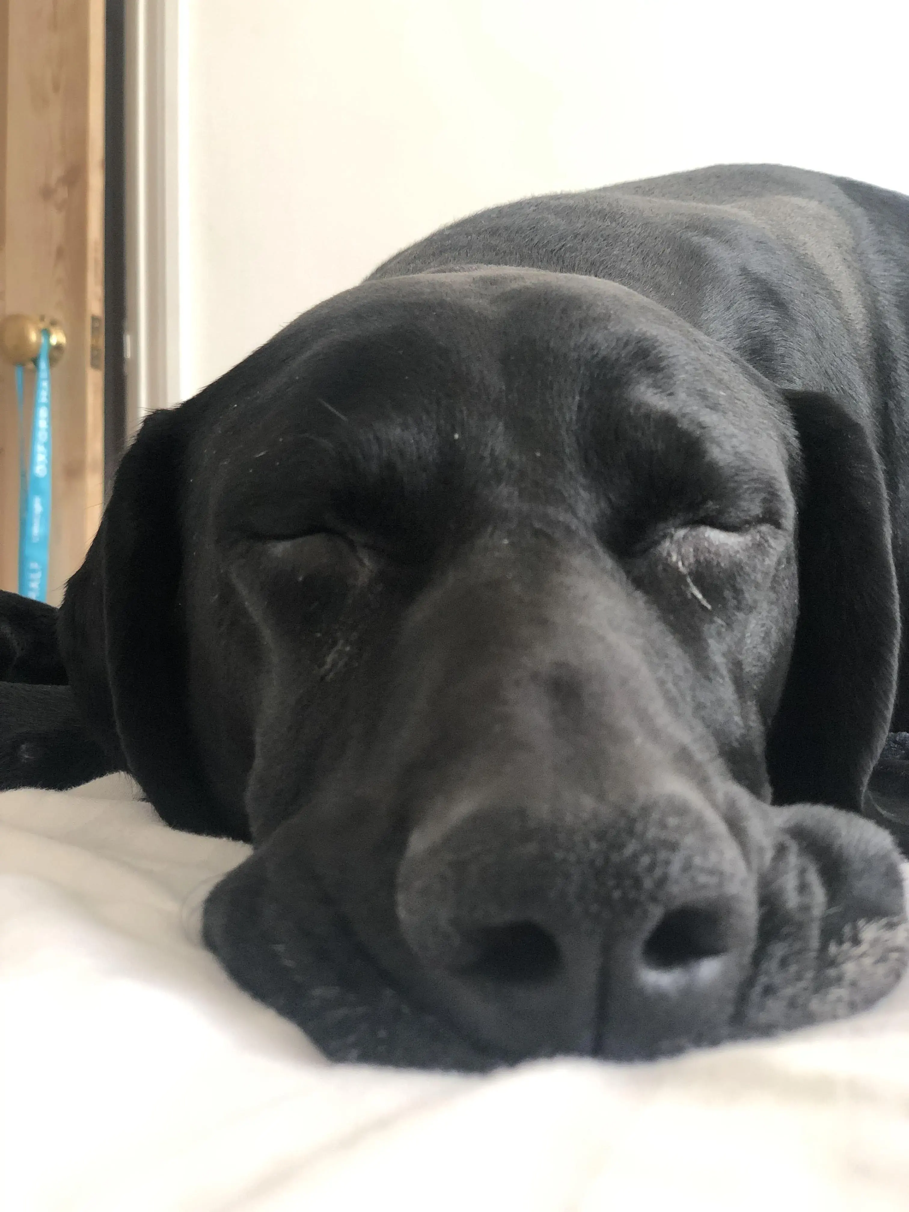 German Short-Haired Pointer