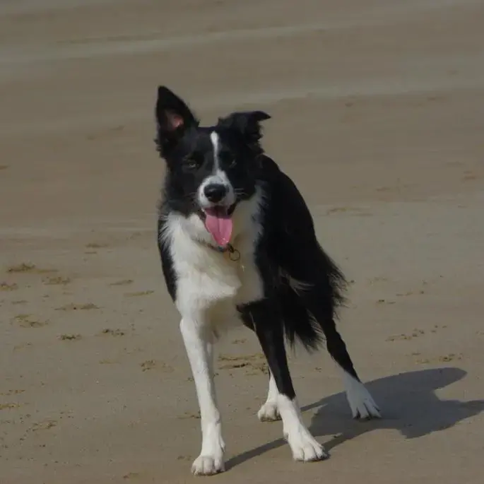 Border Collie