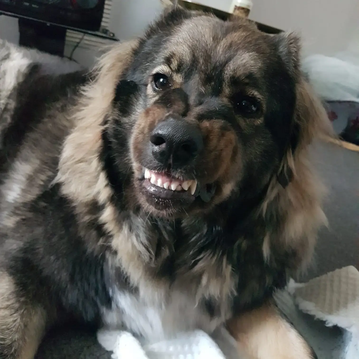 Leonberger