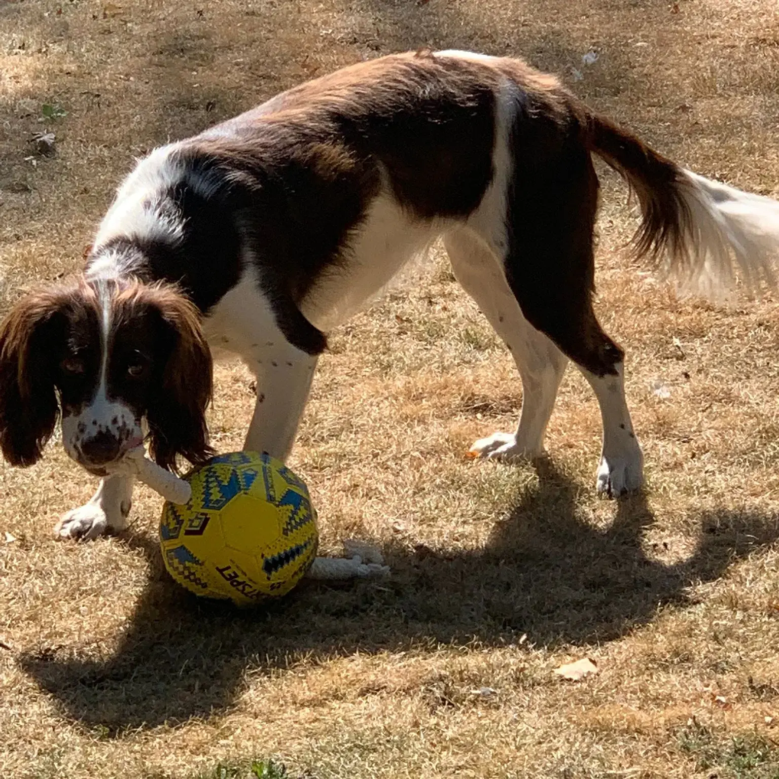 Cocker Spaniel (English)