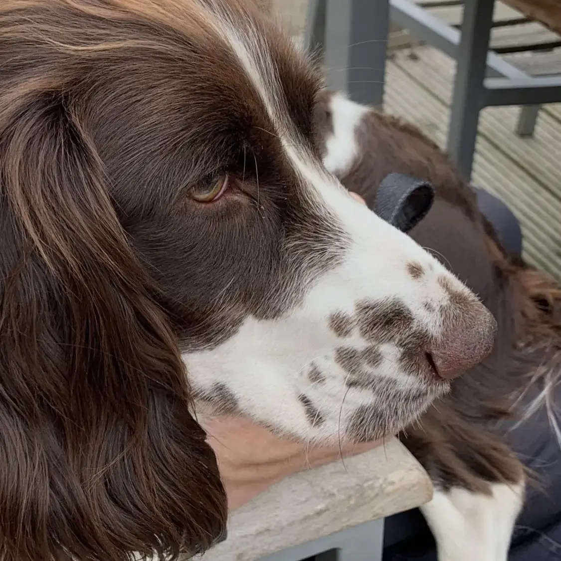 Cocker Spaniel (English)