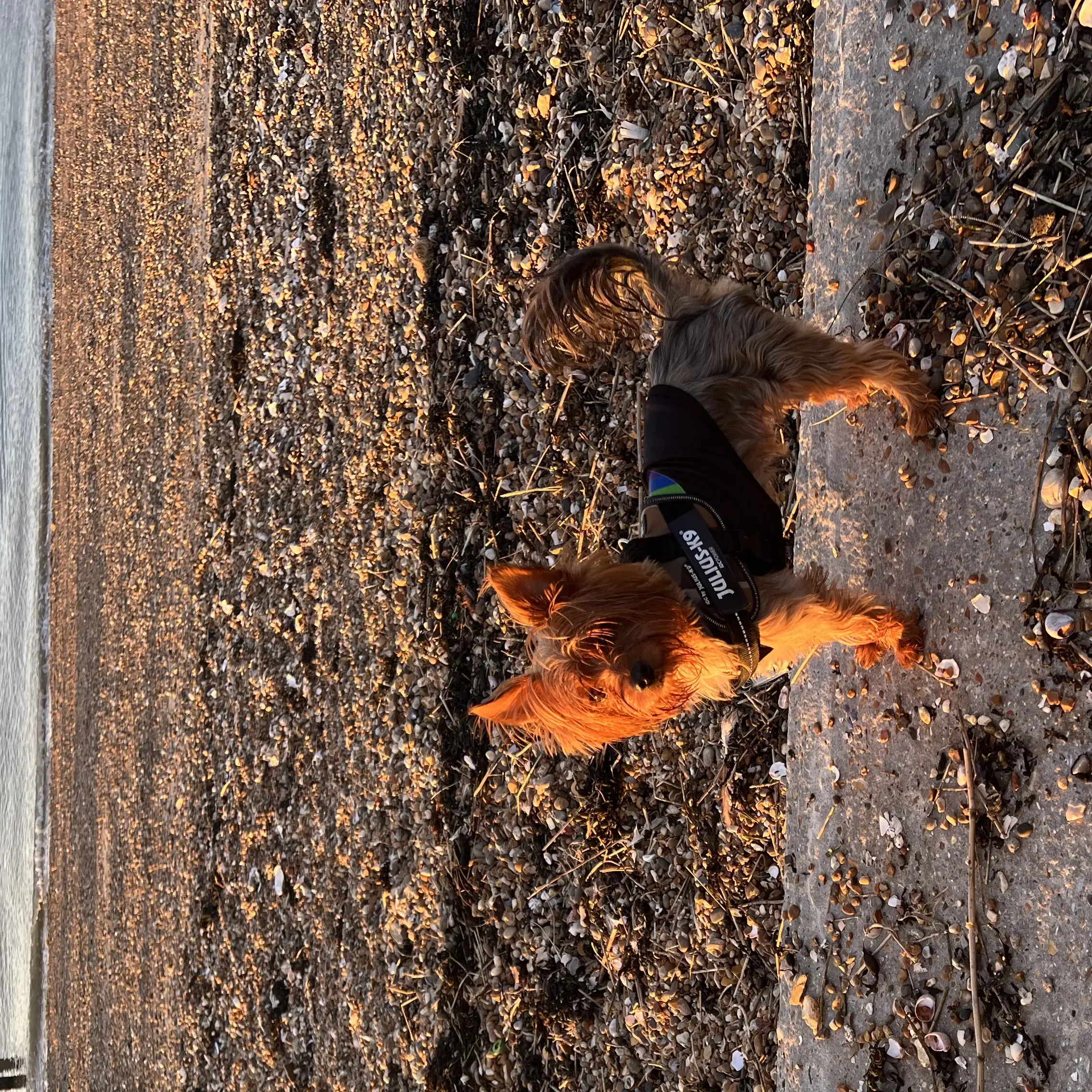 Yorkshire Terrier