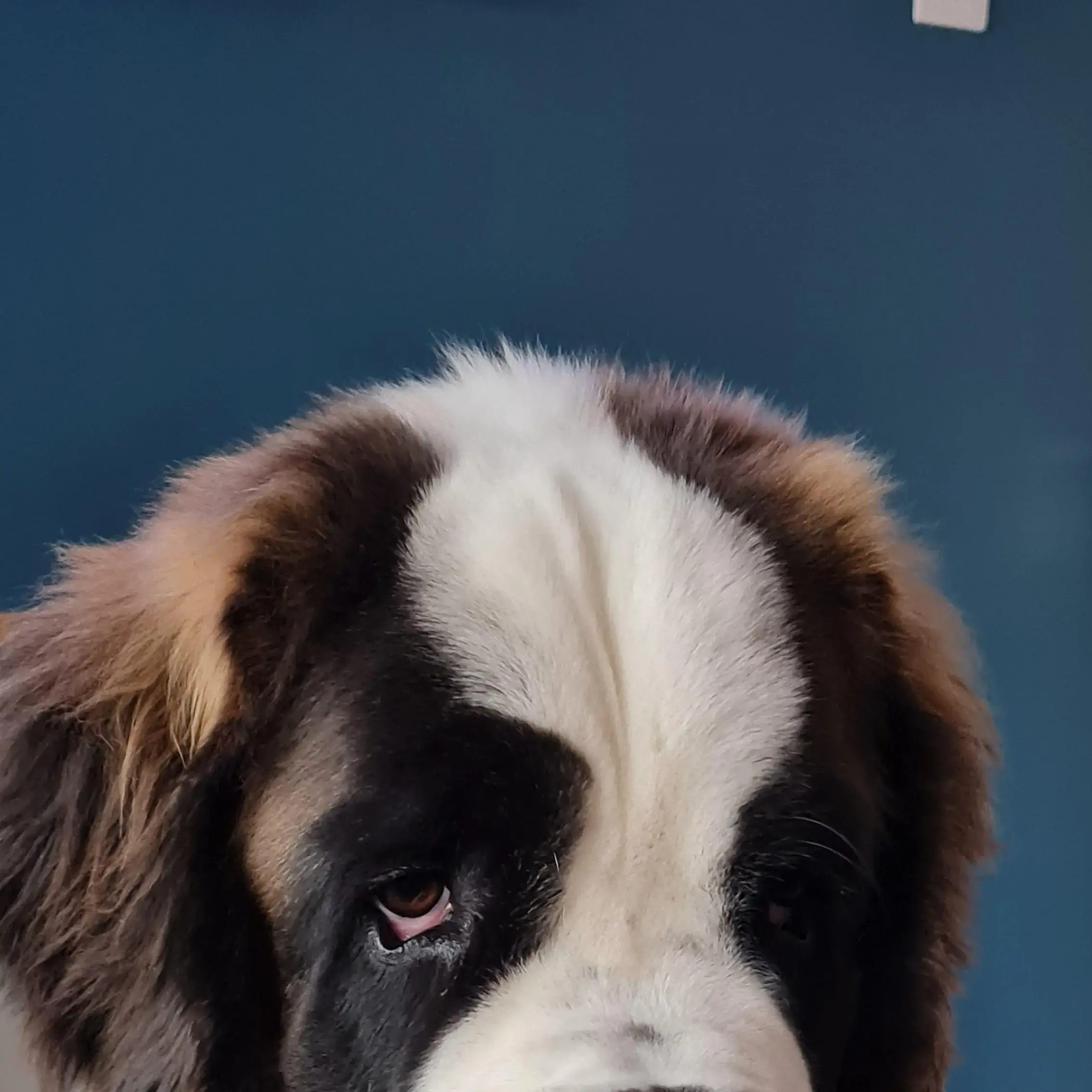 St. Bernard