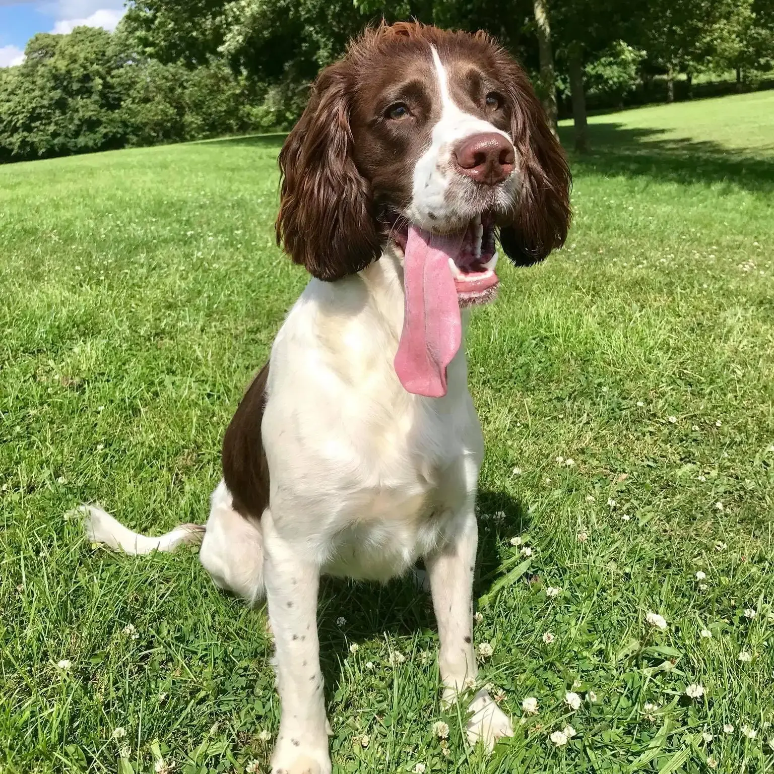 English Springer Spaniel