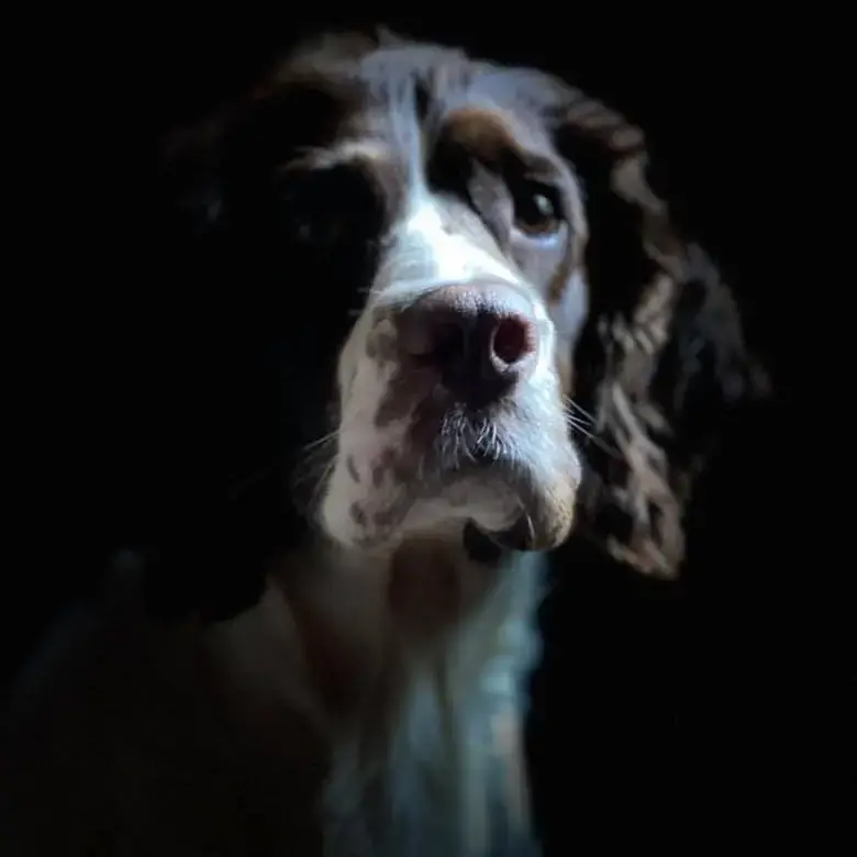 English Springer Spaniel