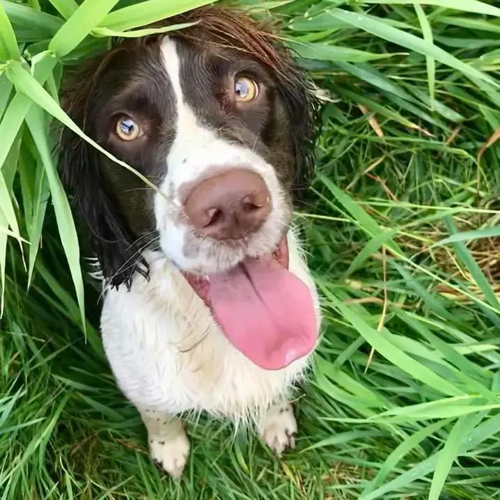 English Springer Spaniel