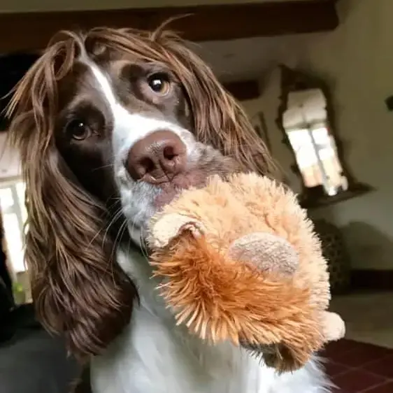 English Springer Spaniel