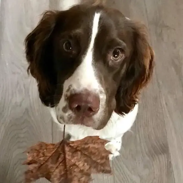 English Springer Spaniel