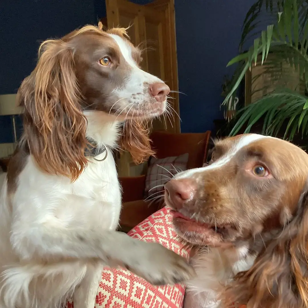 English Springer Spaniel