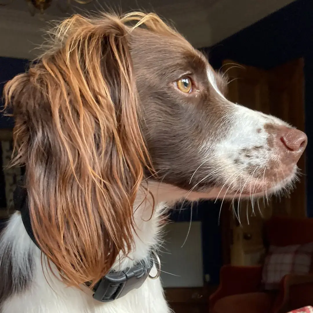 English Springer Spaniel