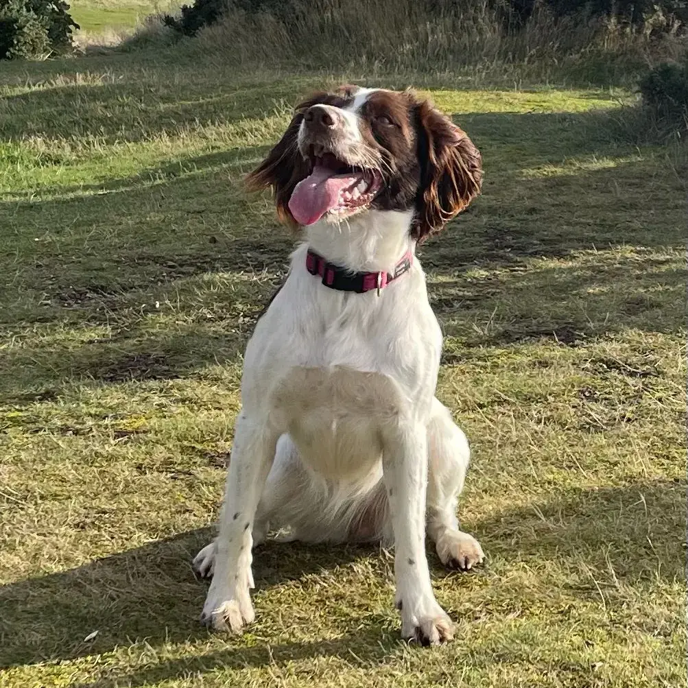 English Springer Spaniel